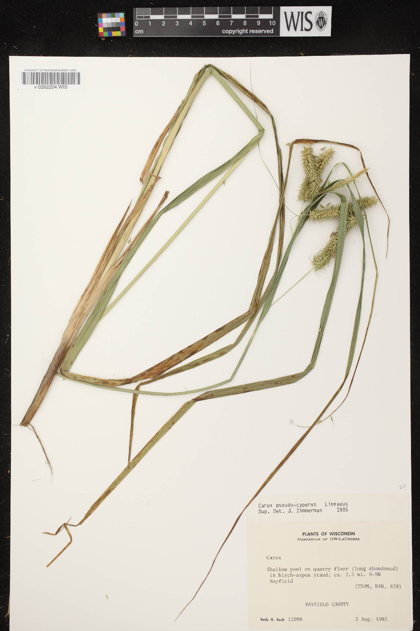 Carex pseudocyperus image
