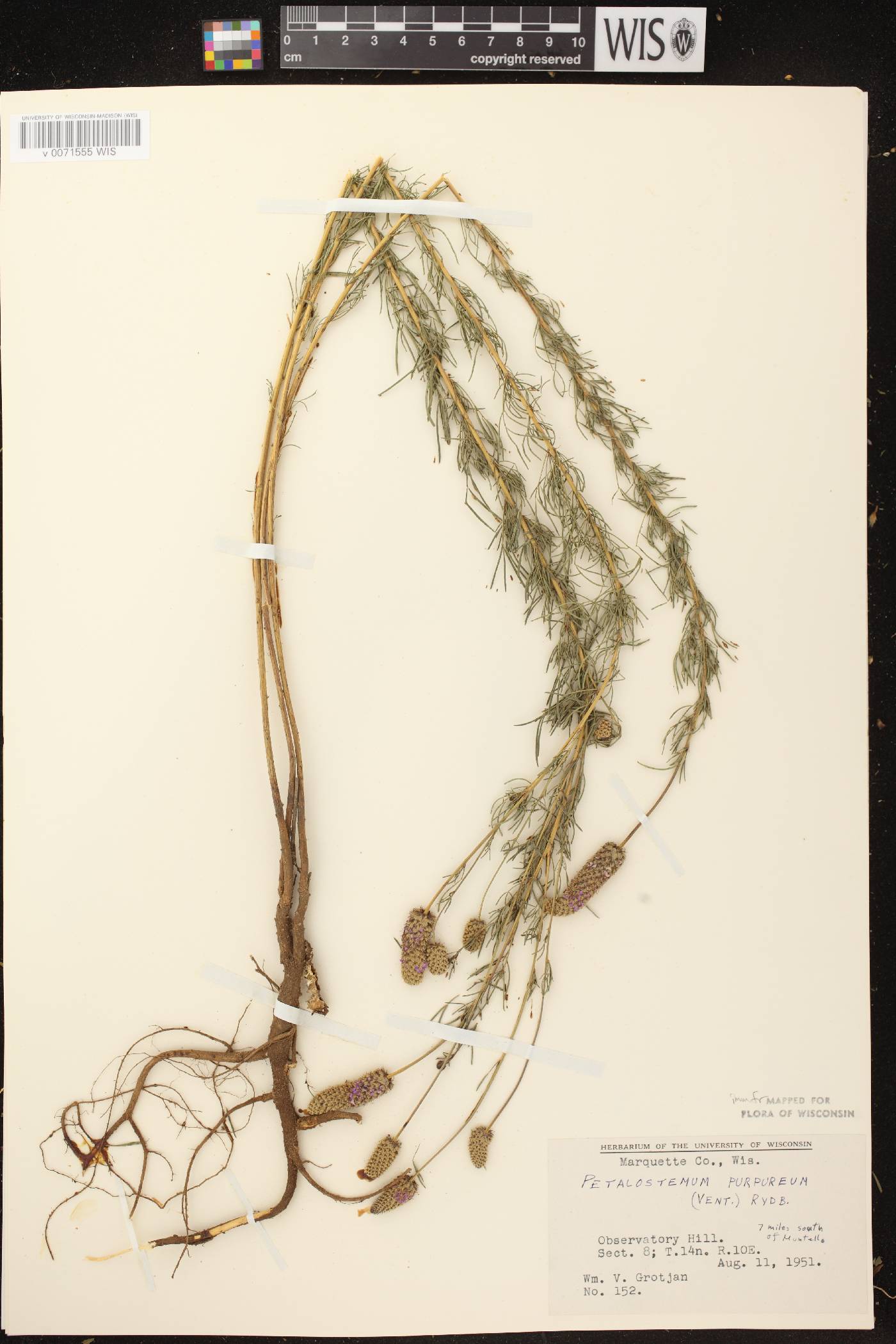 Dalea purpurea var. purpurea image