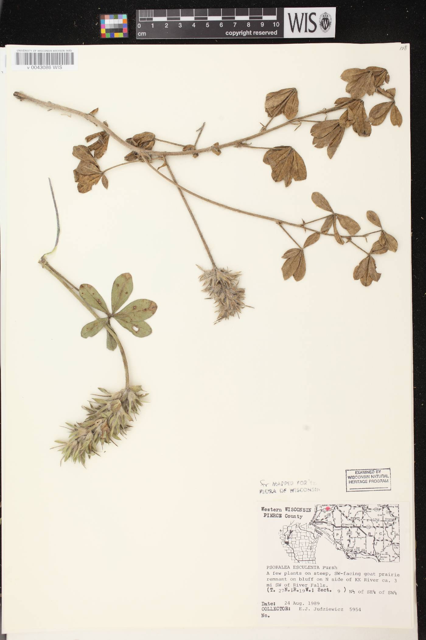 Pediomelum esculentum image
