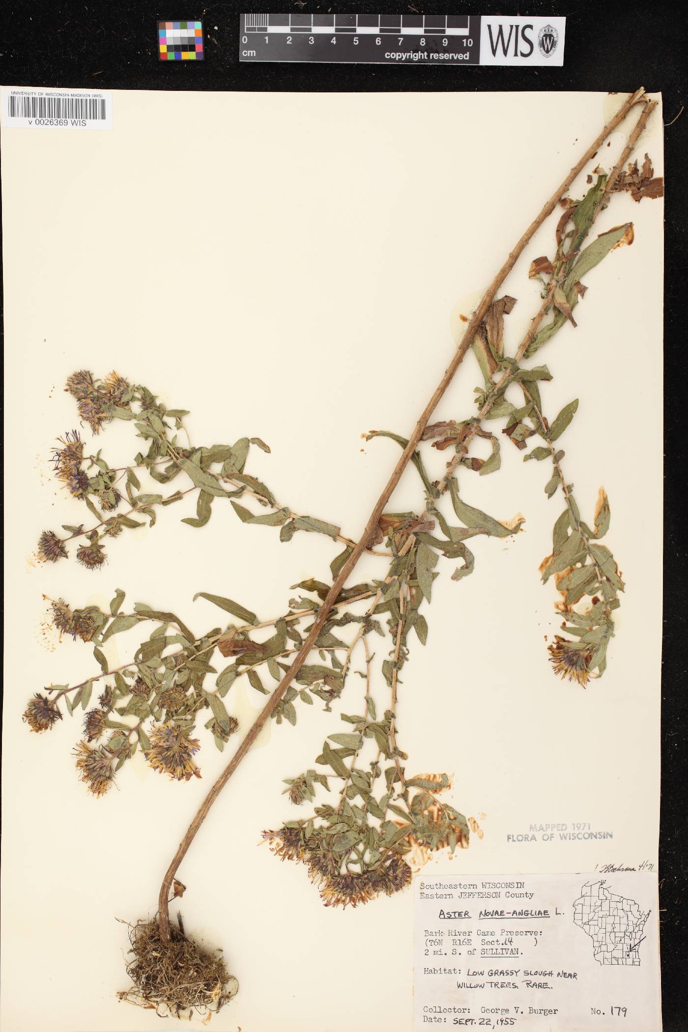 Symphyotrichum novae-angliae image