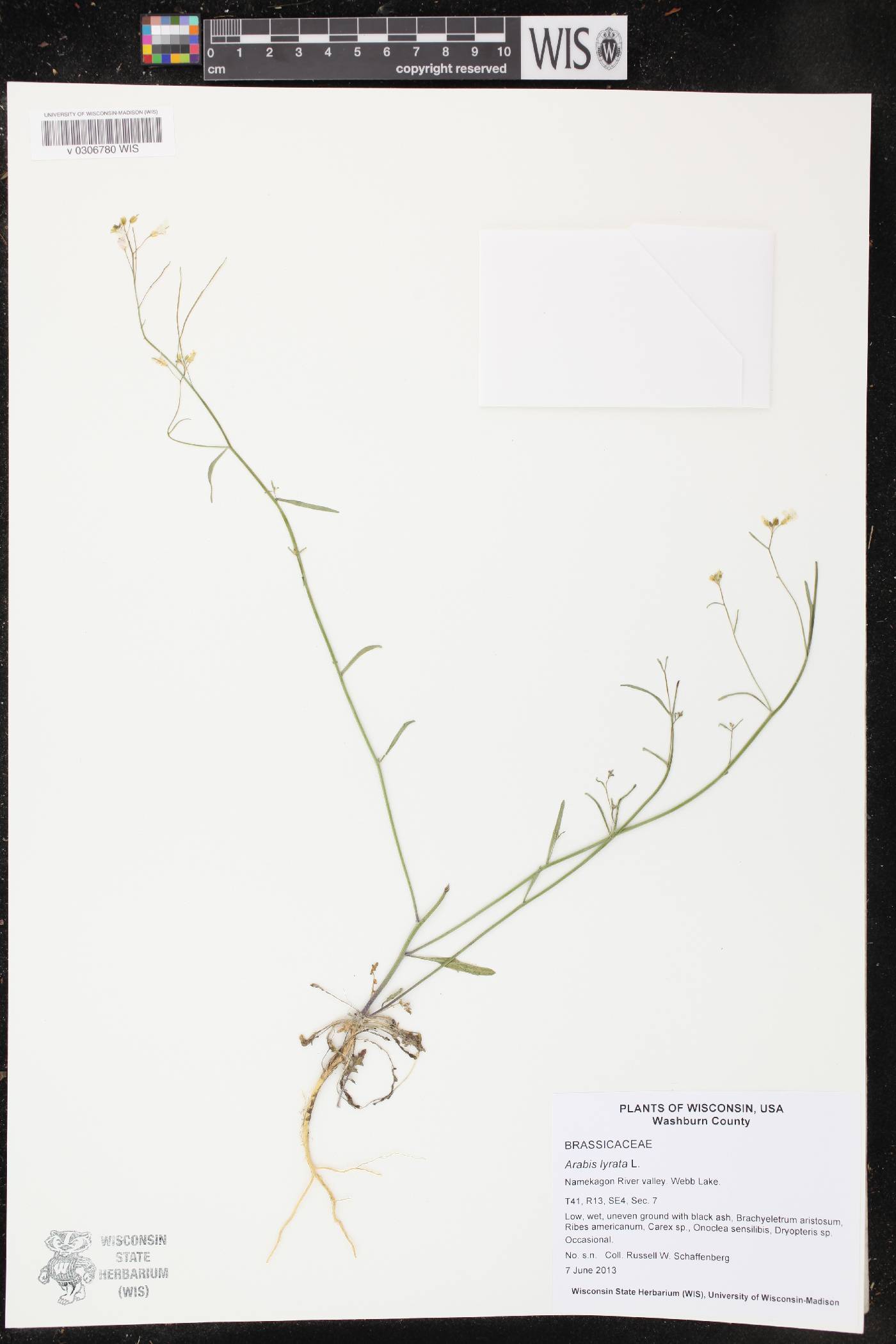 Arabidopsis lyrata image