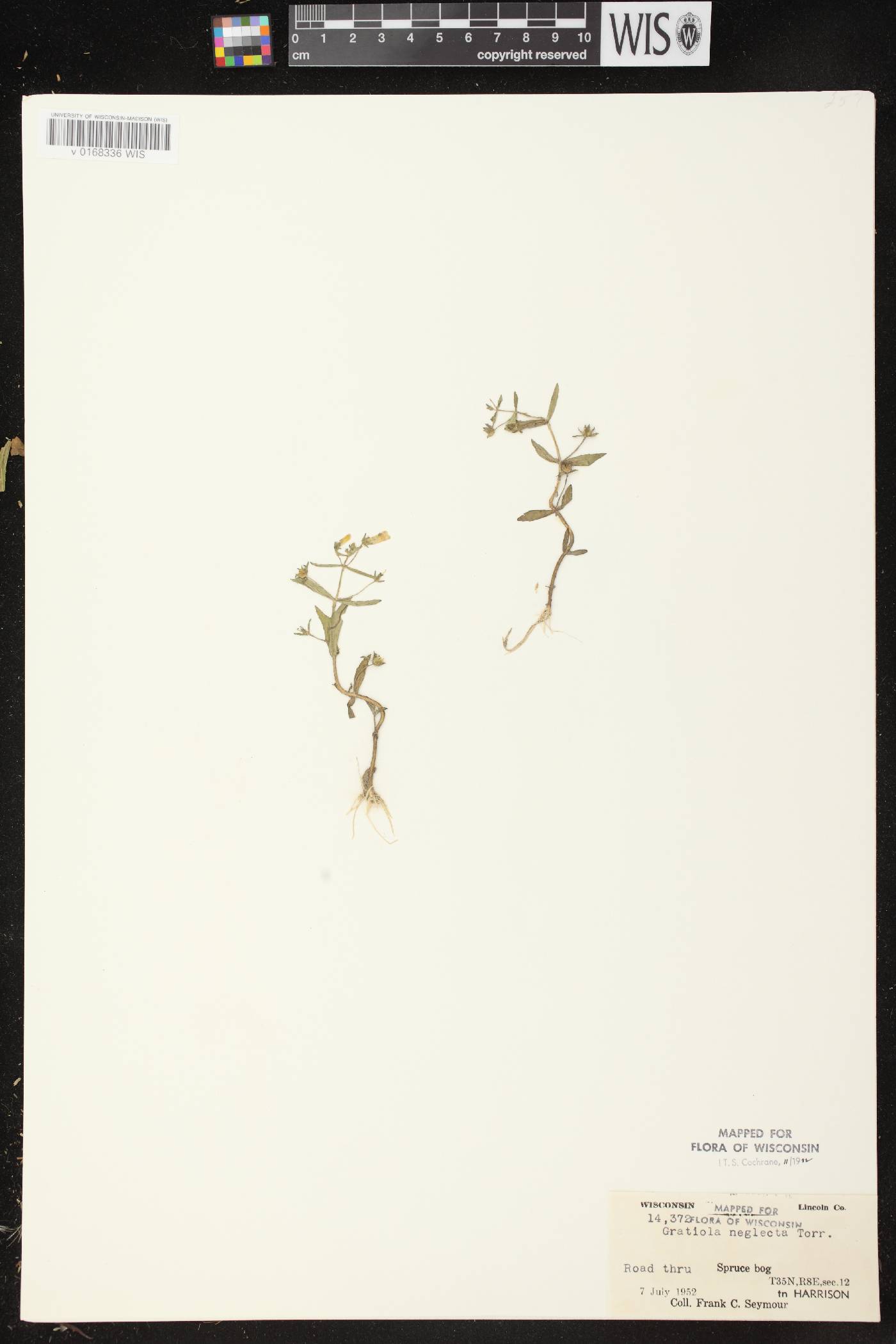 Gratiola neglecta image