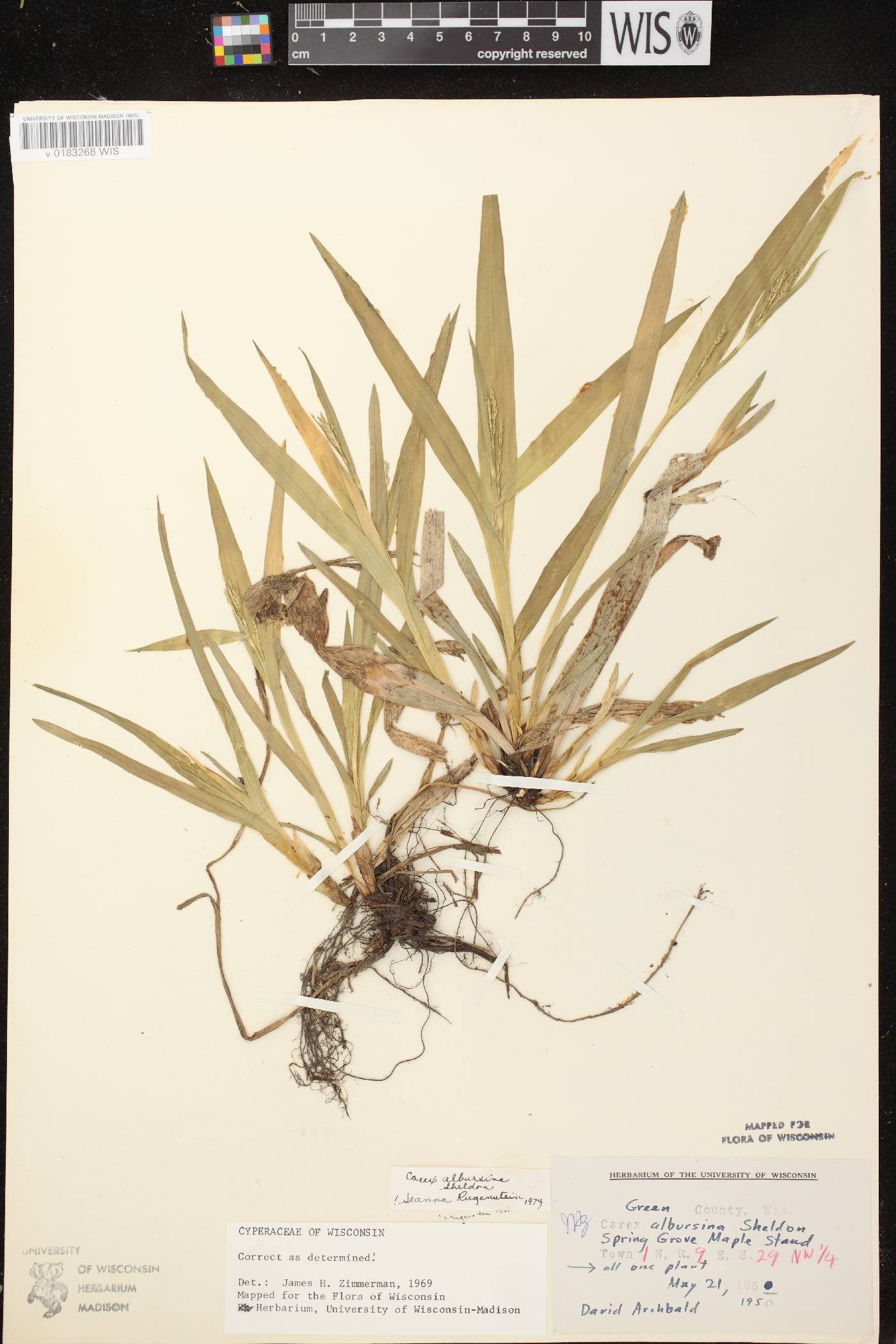 Carex albursina image