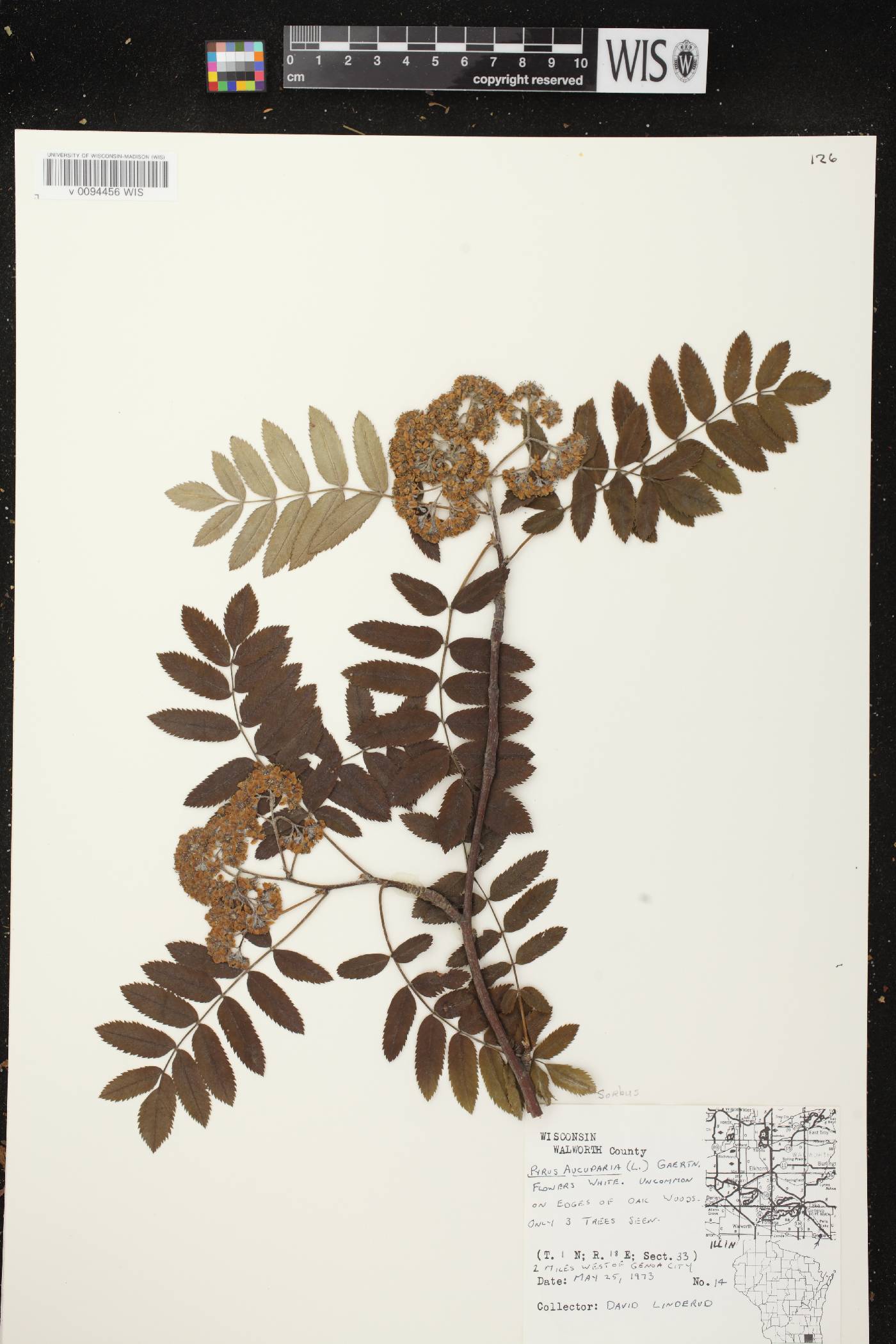 Sorbus aucuparia image