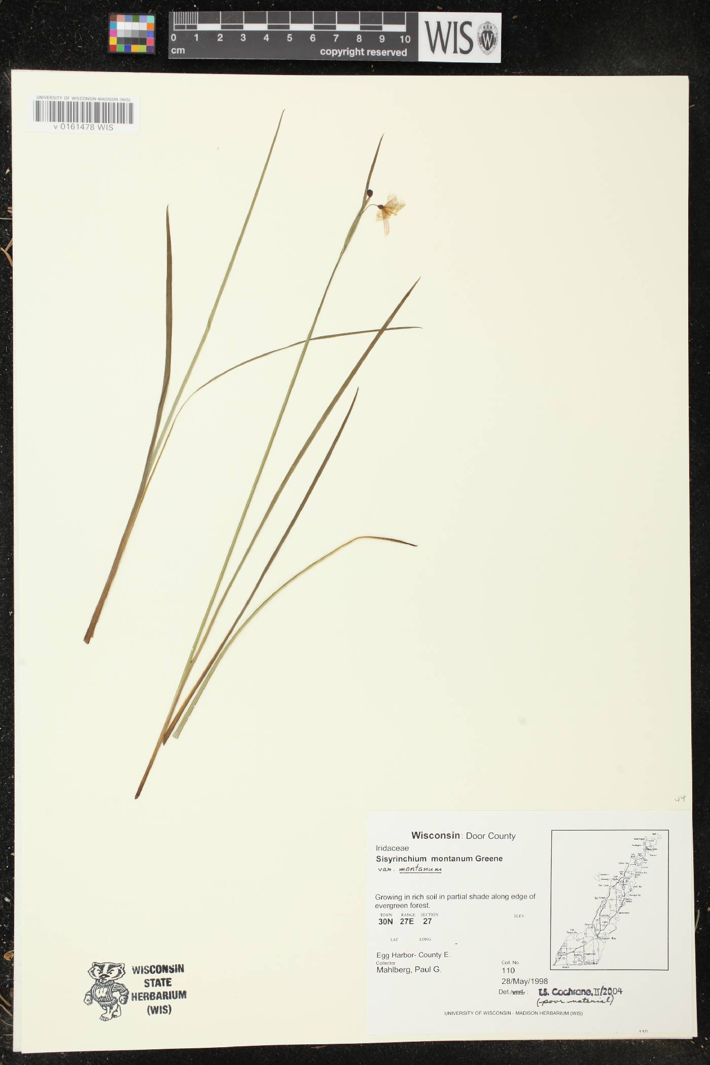 Sisyrinchium montanum image