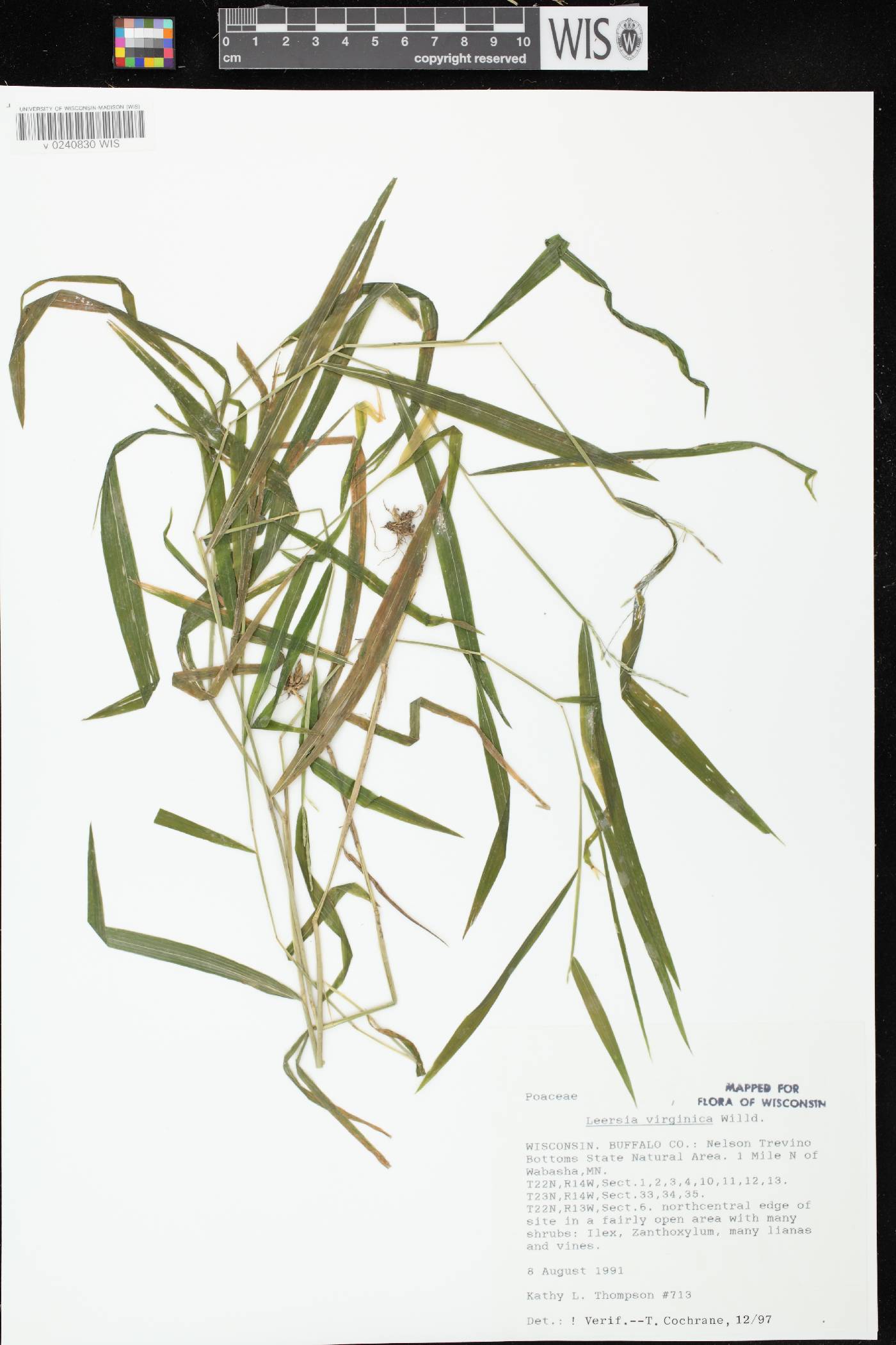 Leersia virginica image
