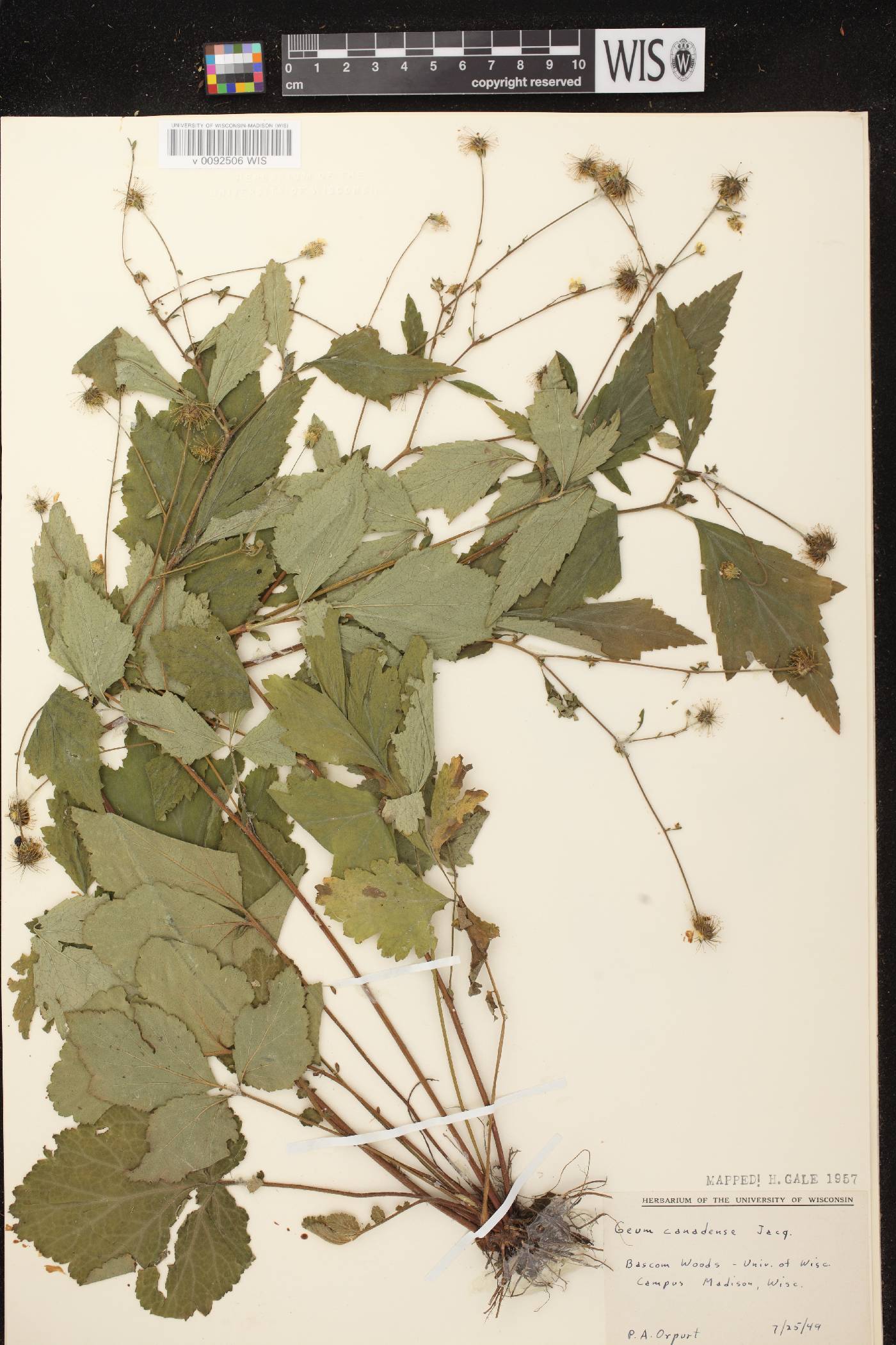 Geum canadense image