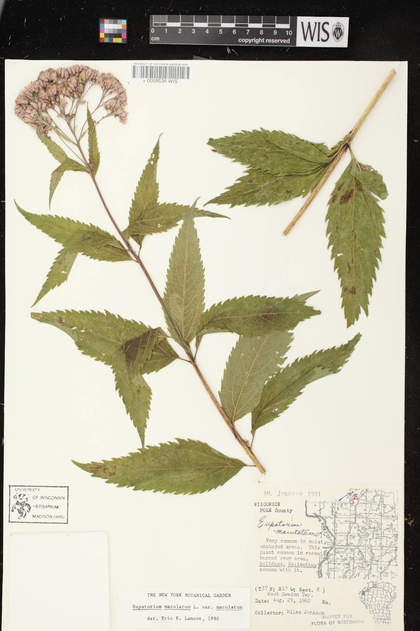 Eutrochium maculatum var. maculatum image