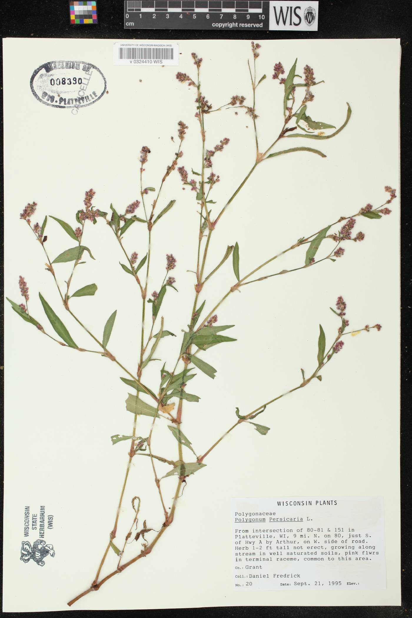 Persicaria maculosa image