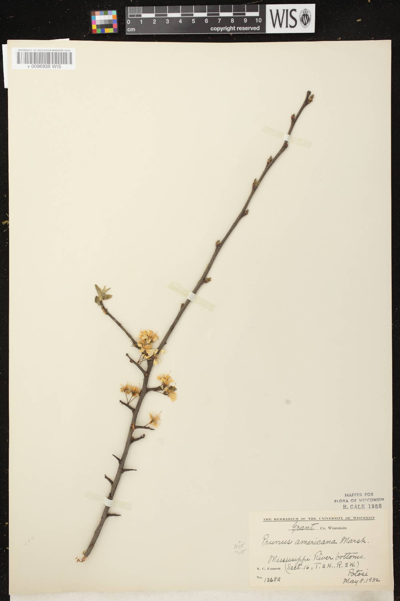 Prunus americana image