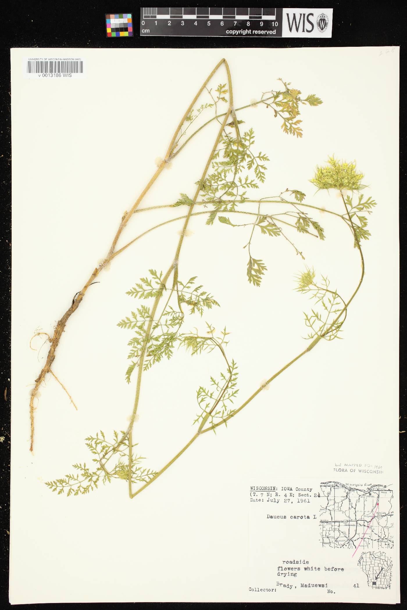 Daucus carota image
