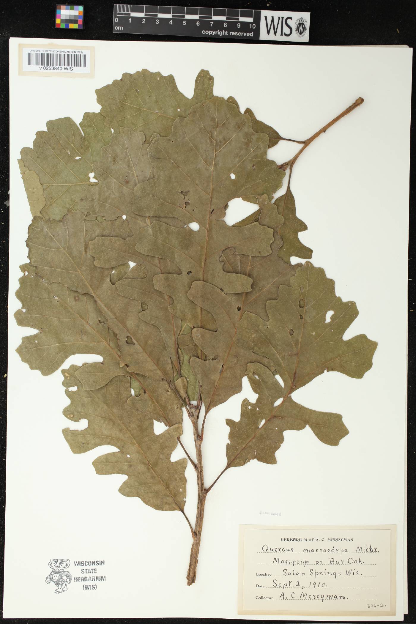 Quercus macrocarpa image