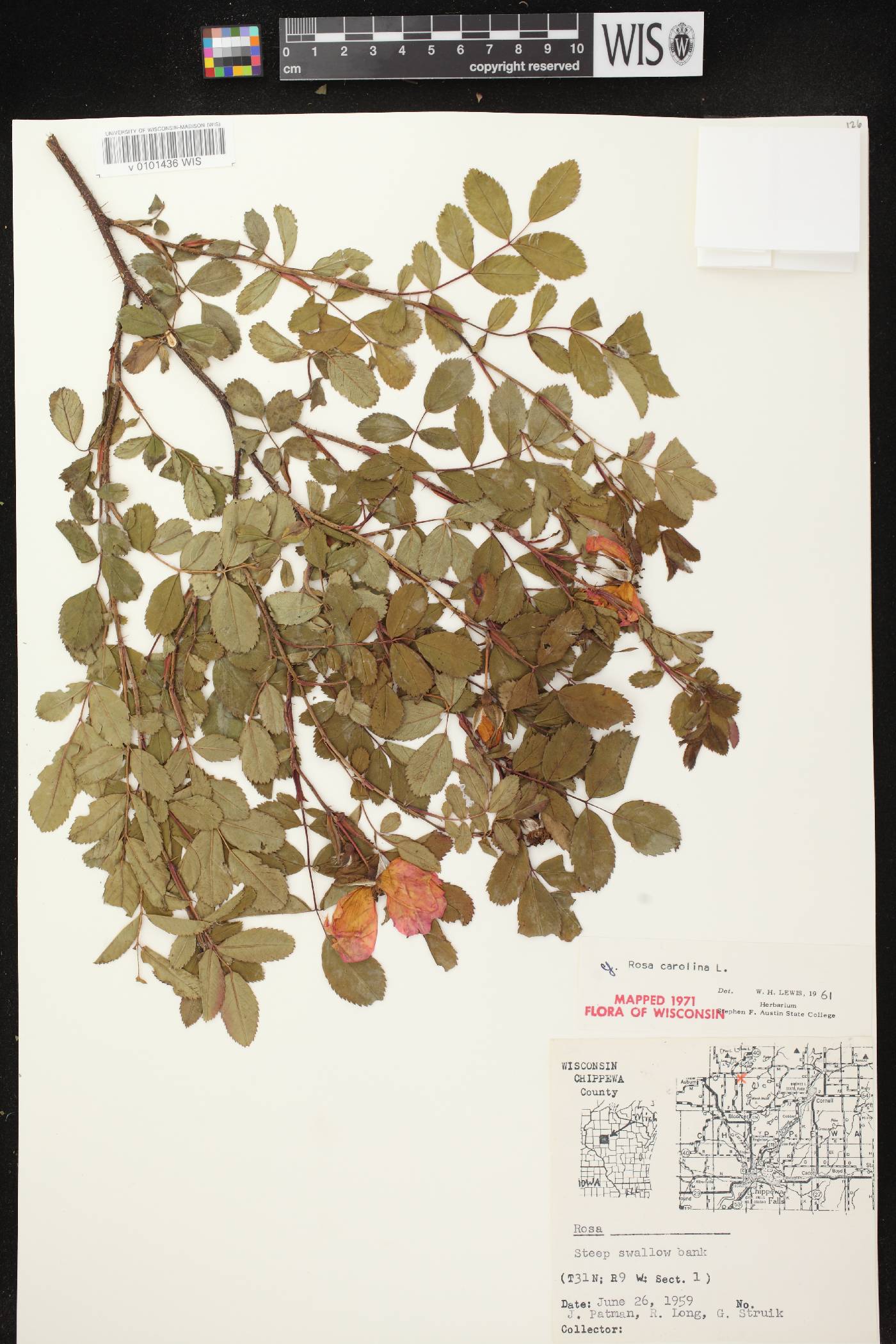 Rosa carolina image