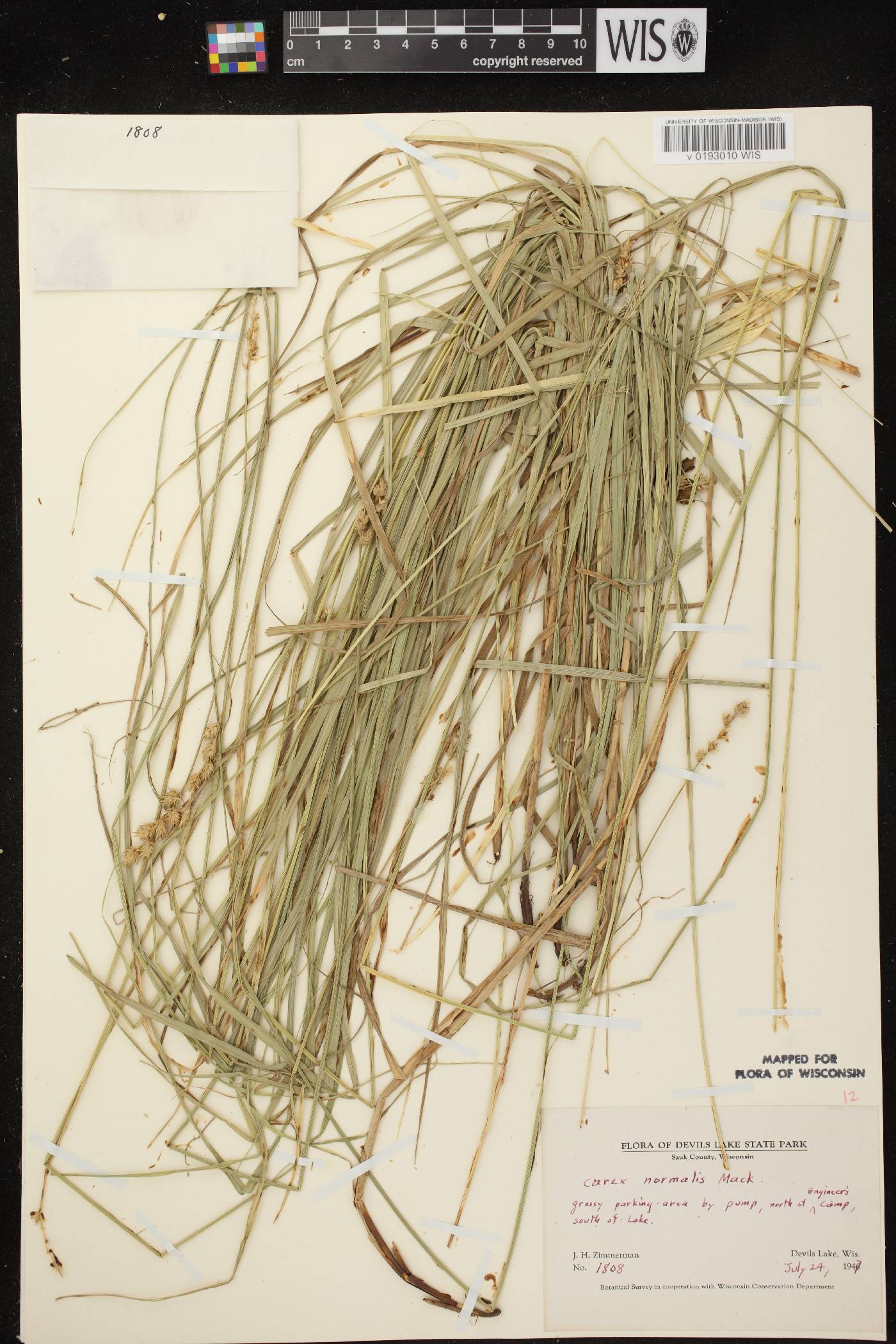 Carex normalis image
