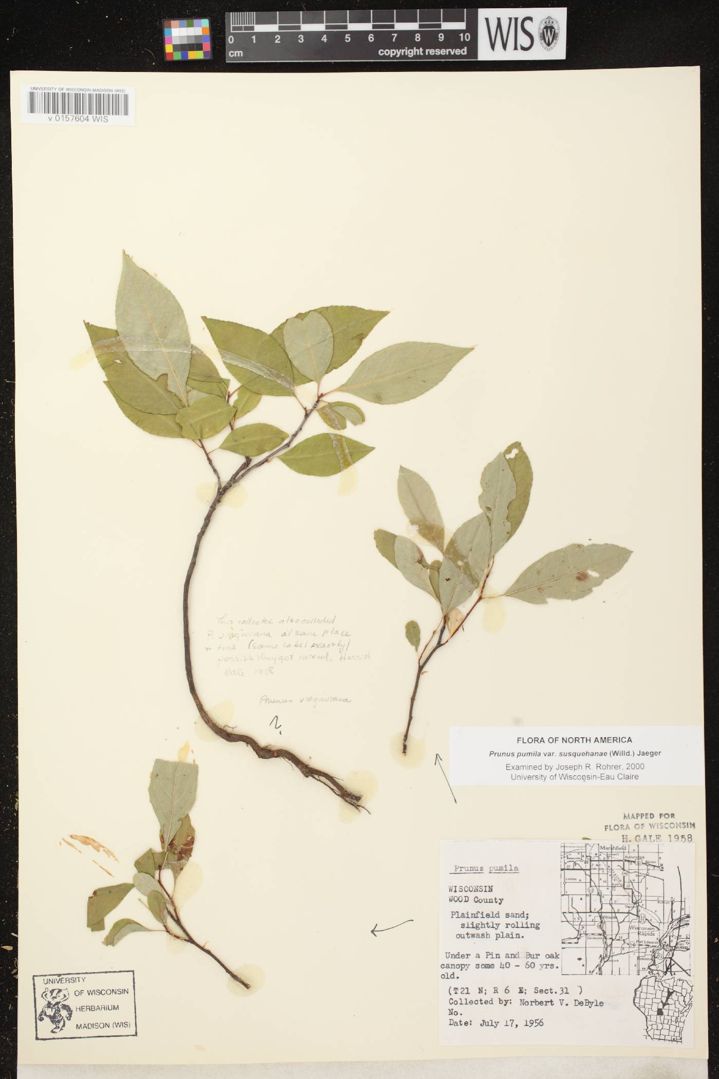 Prunus pumila image