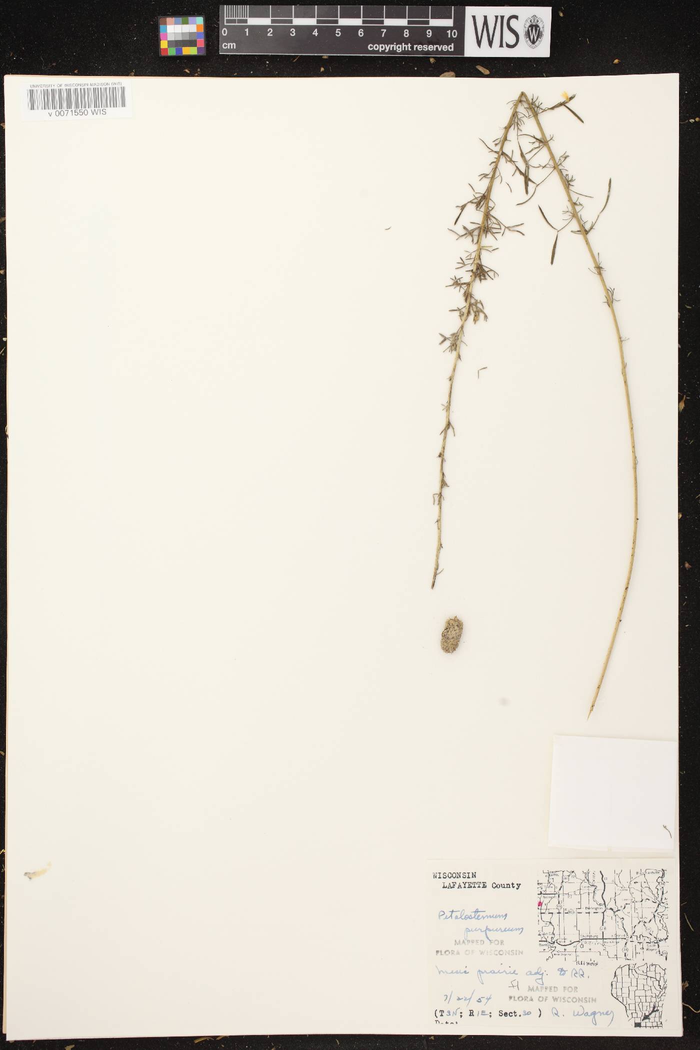 Dalea purpurea var. purpurea image