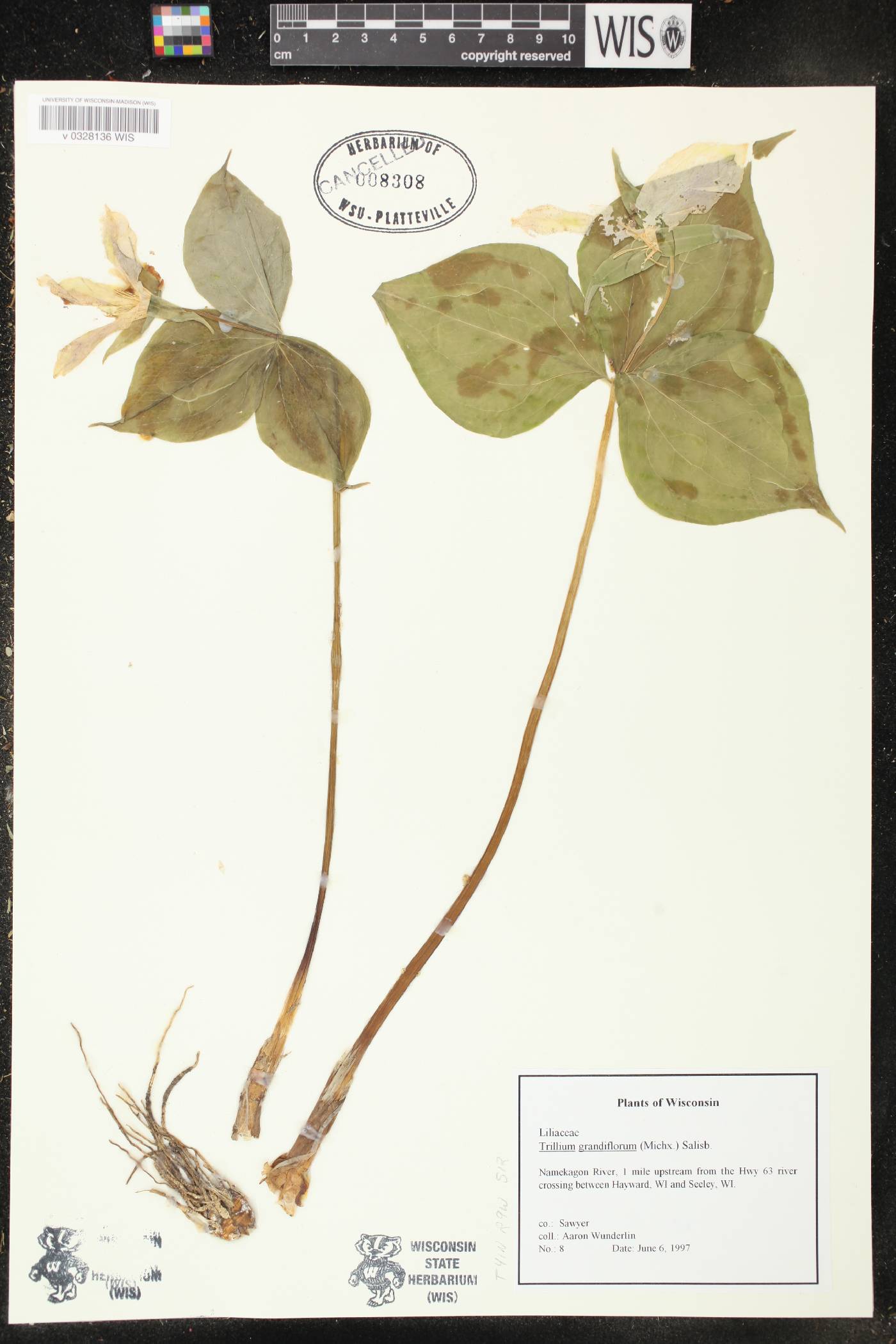 Trillium grandiflorum image