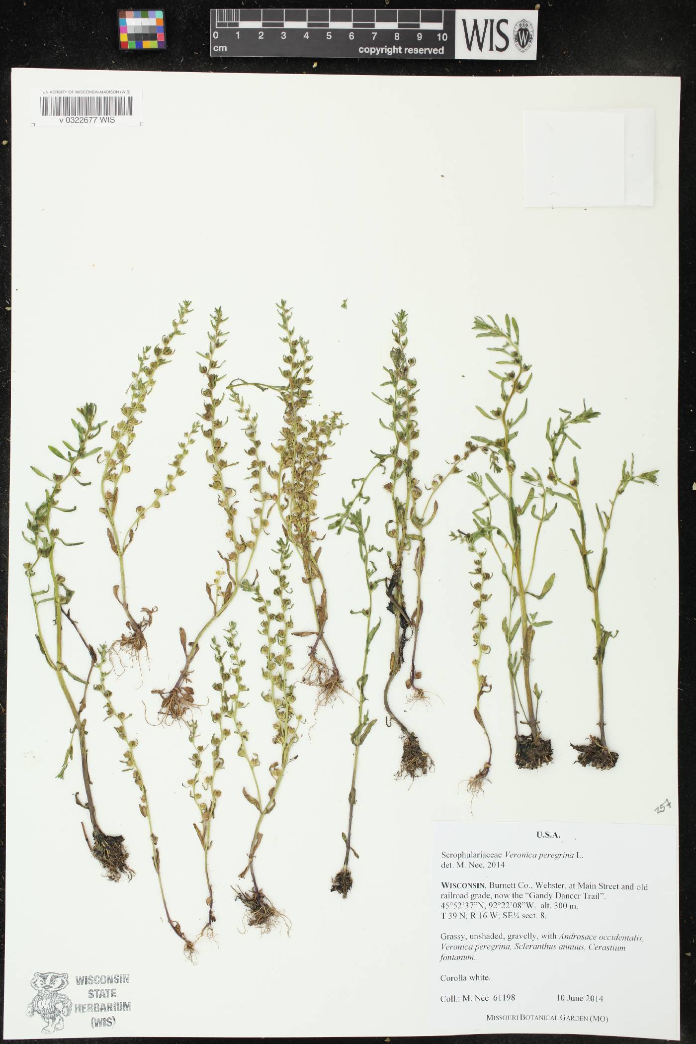 Veronica peregrina image