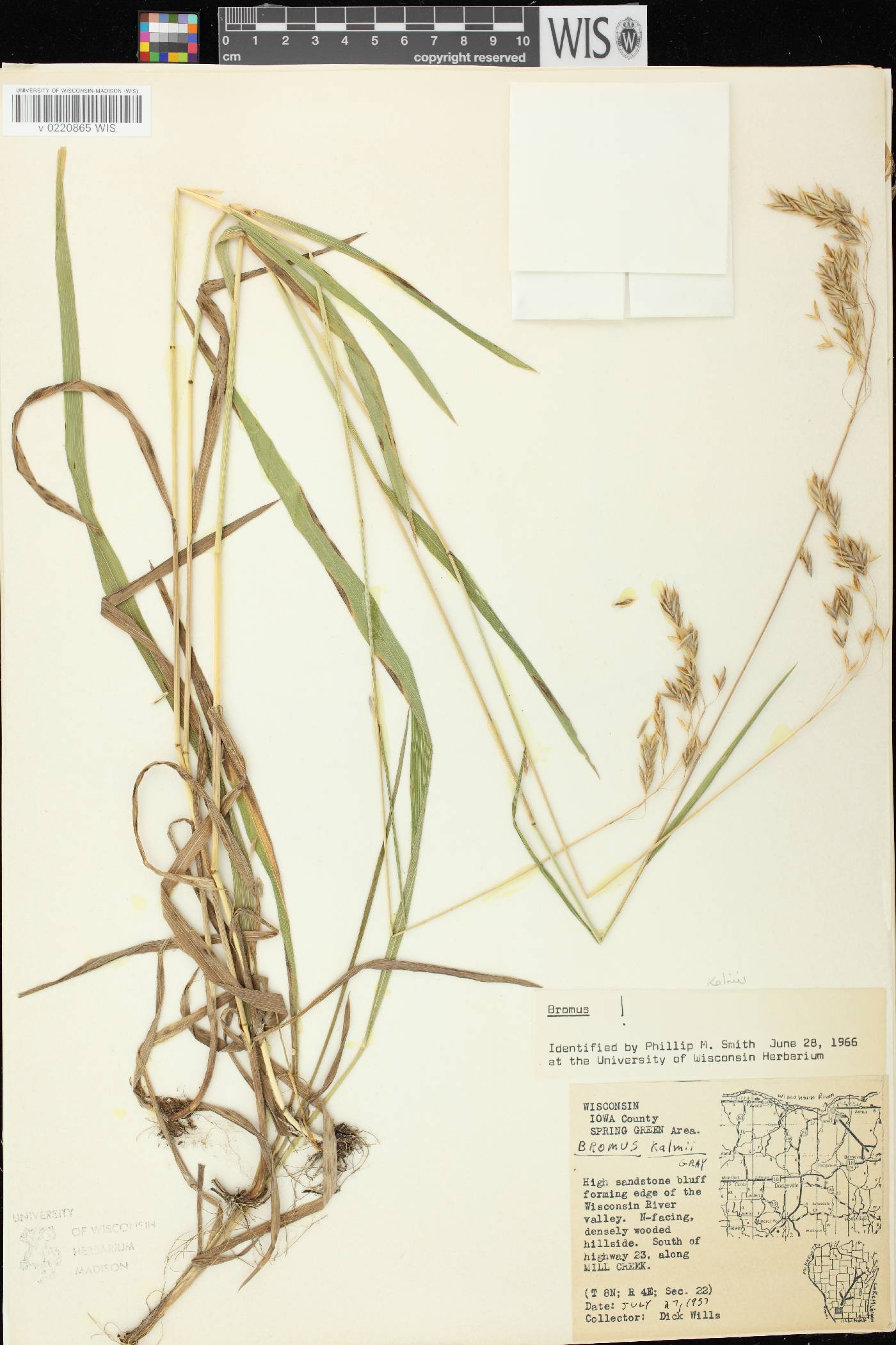 Bromus kalmii image