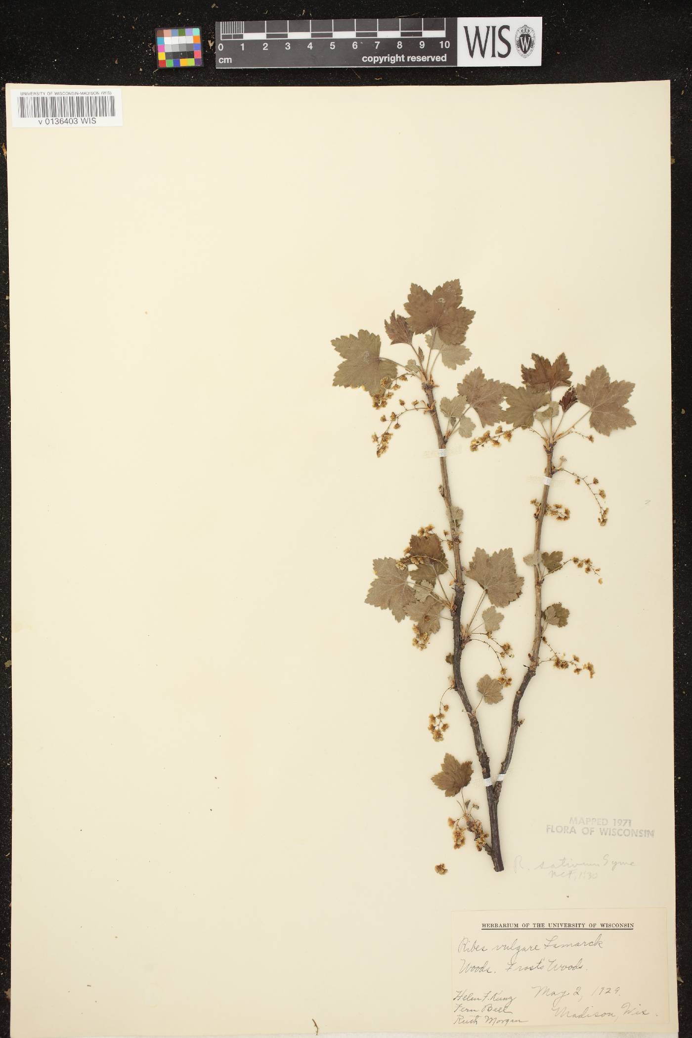 Ribes rubrum image