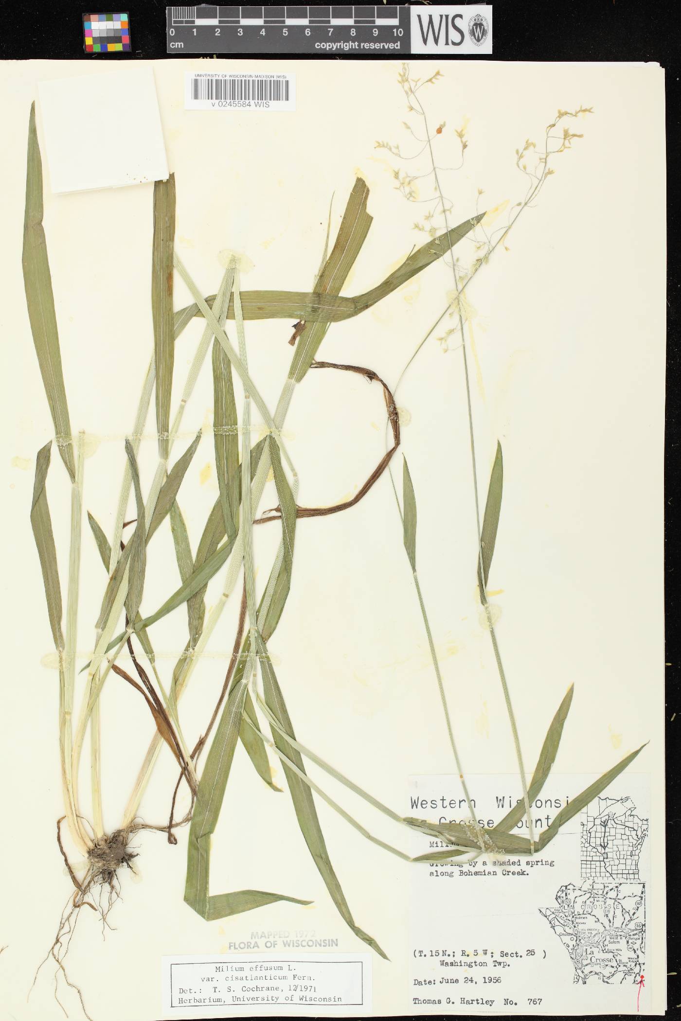 Milium effusum image