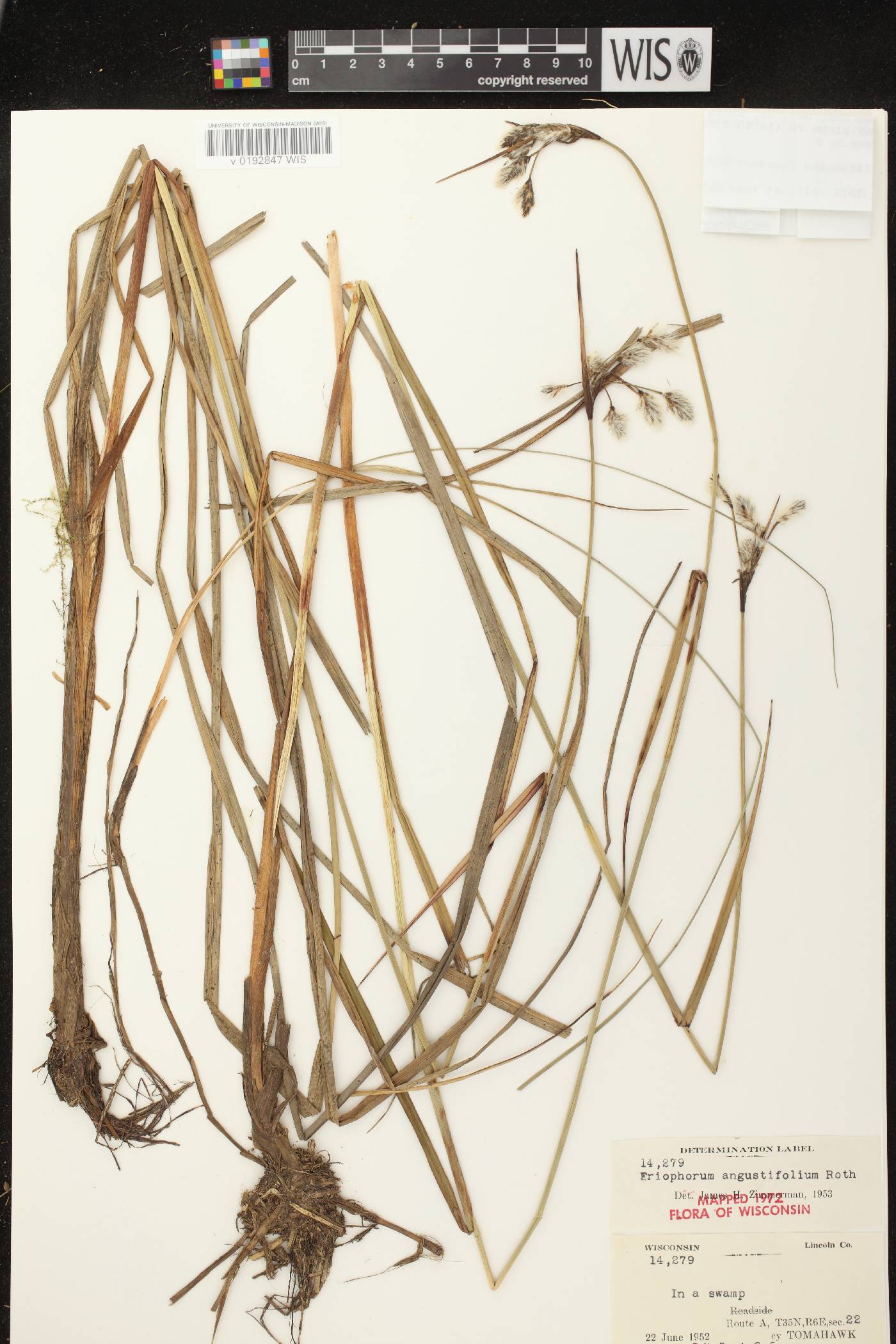 Eriophorum angustifolium subsp. angustifolium image