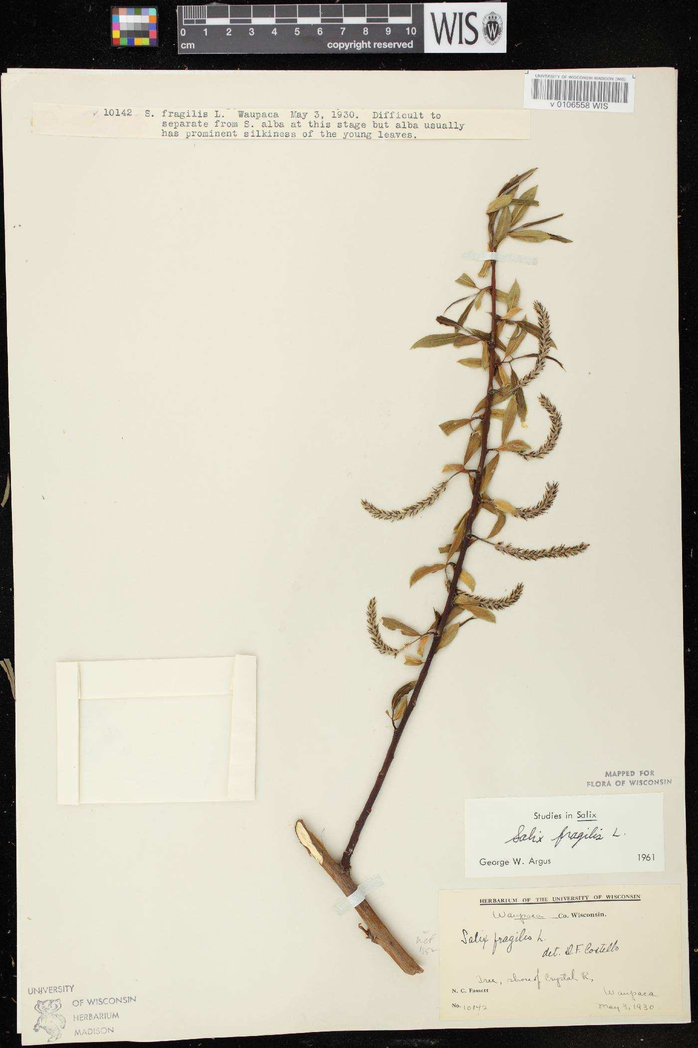 Salix x fragilis image