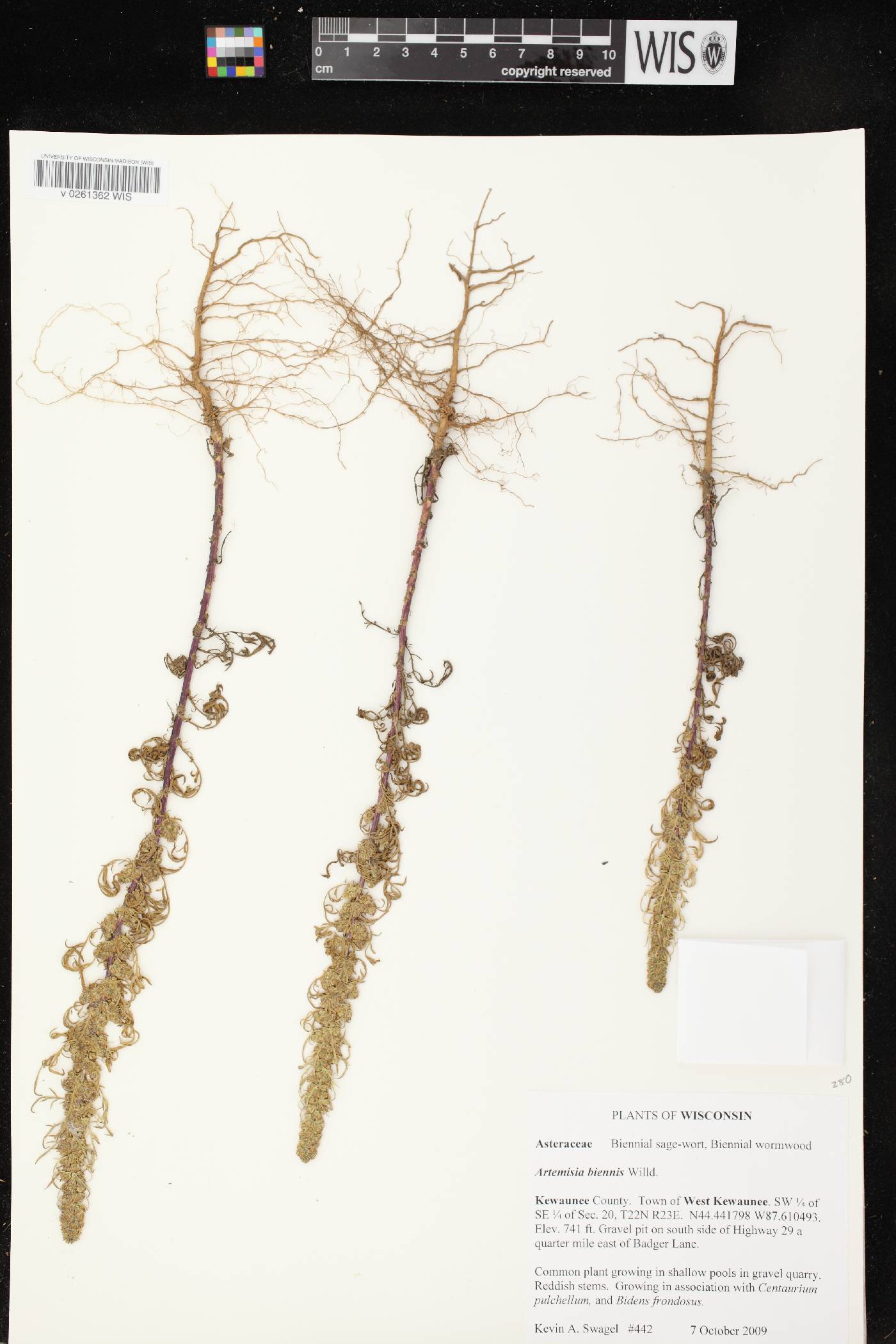 Artemisia biennis image