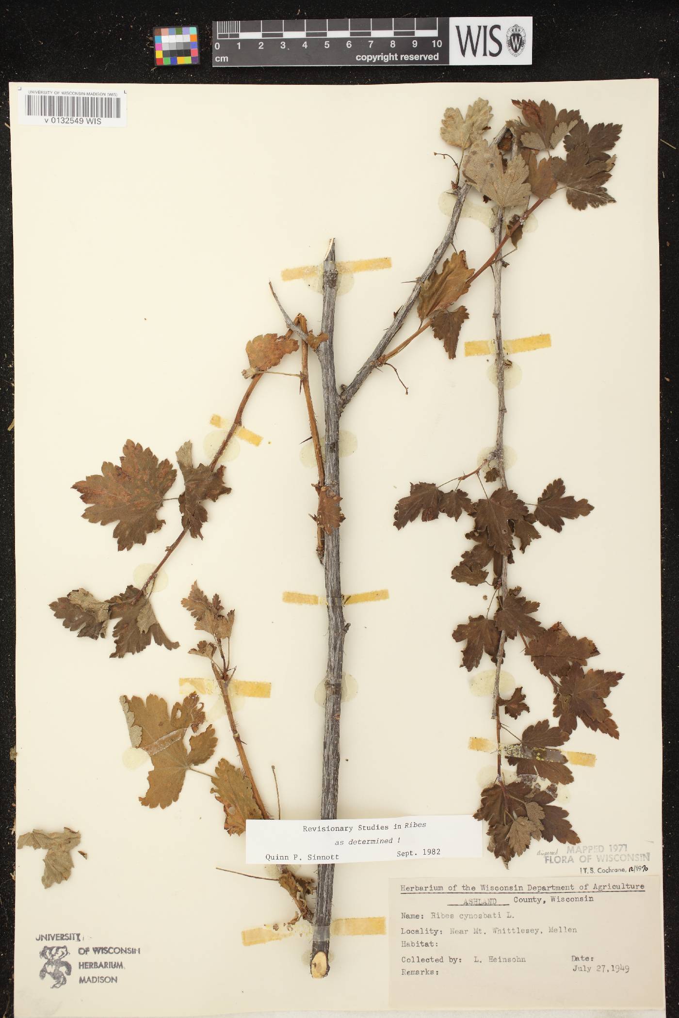 Ribes cynosbati image