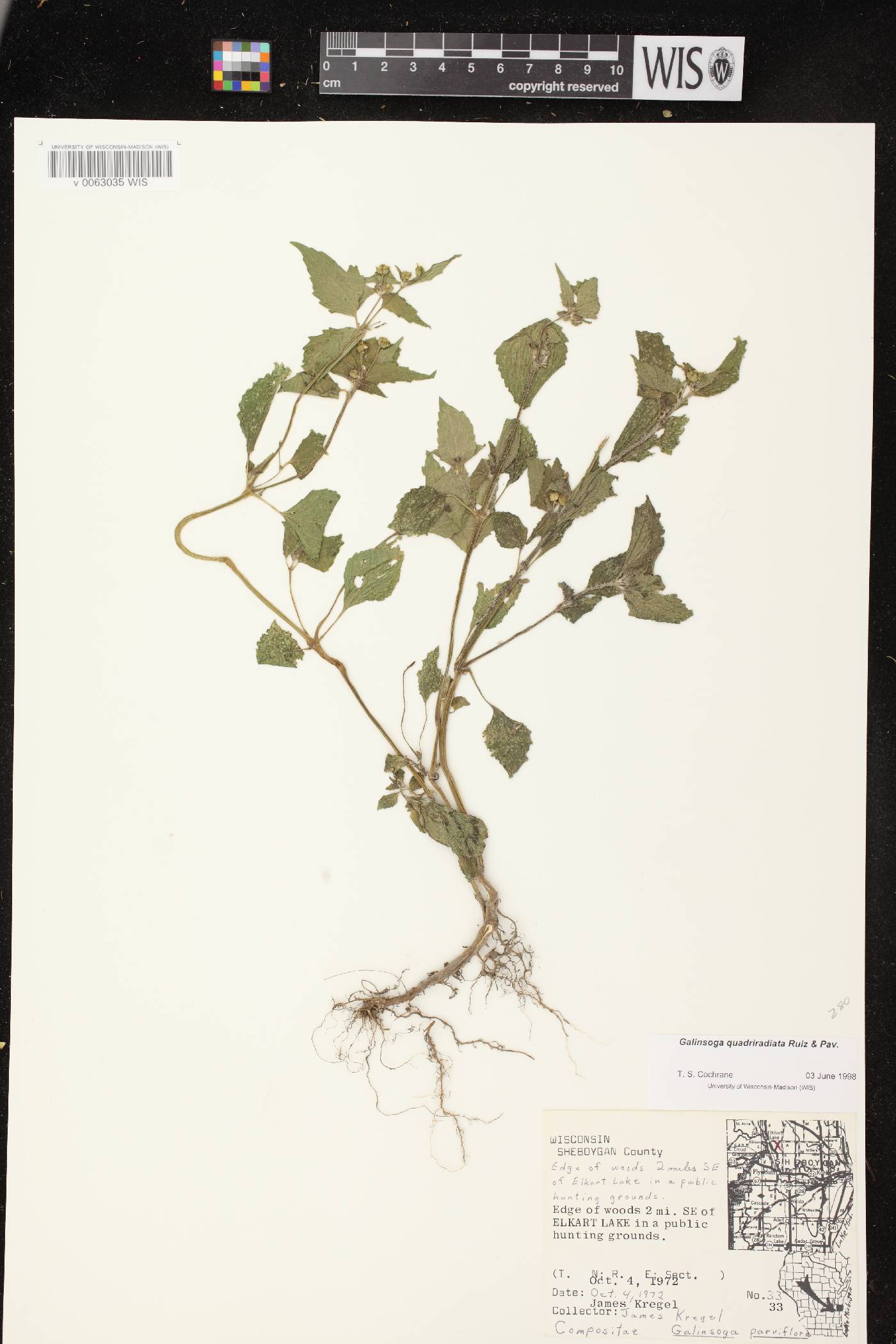 Galinsoga quadriradiata image
