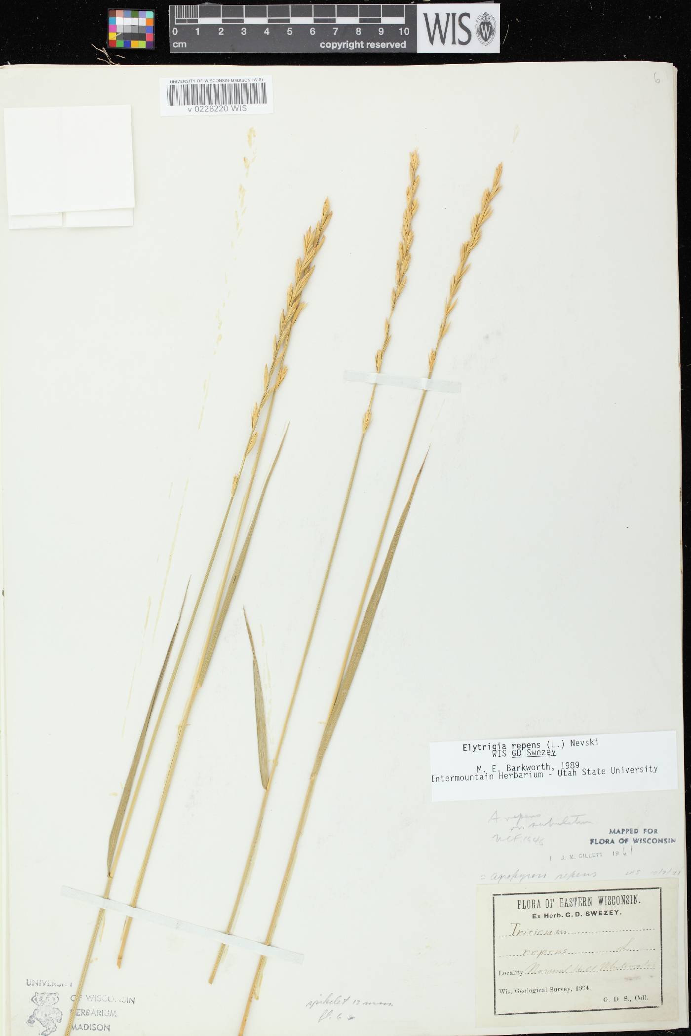 Elymus repens image