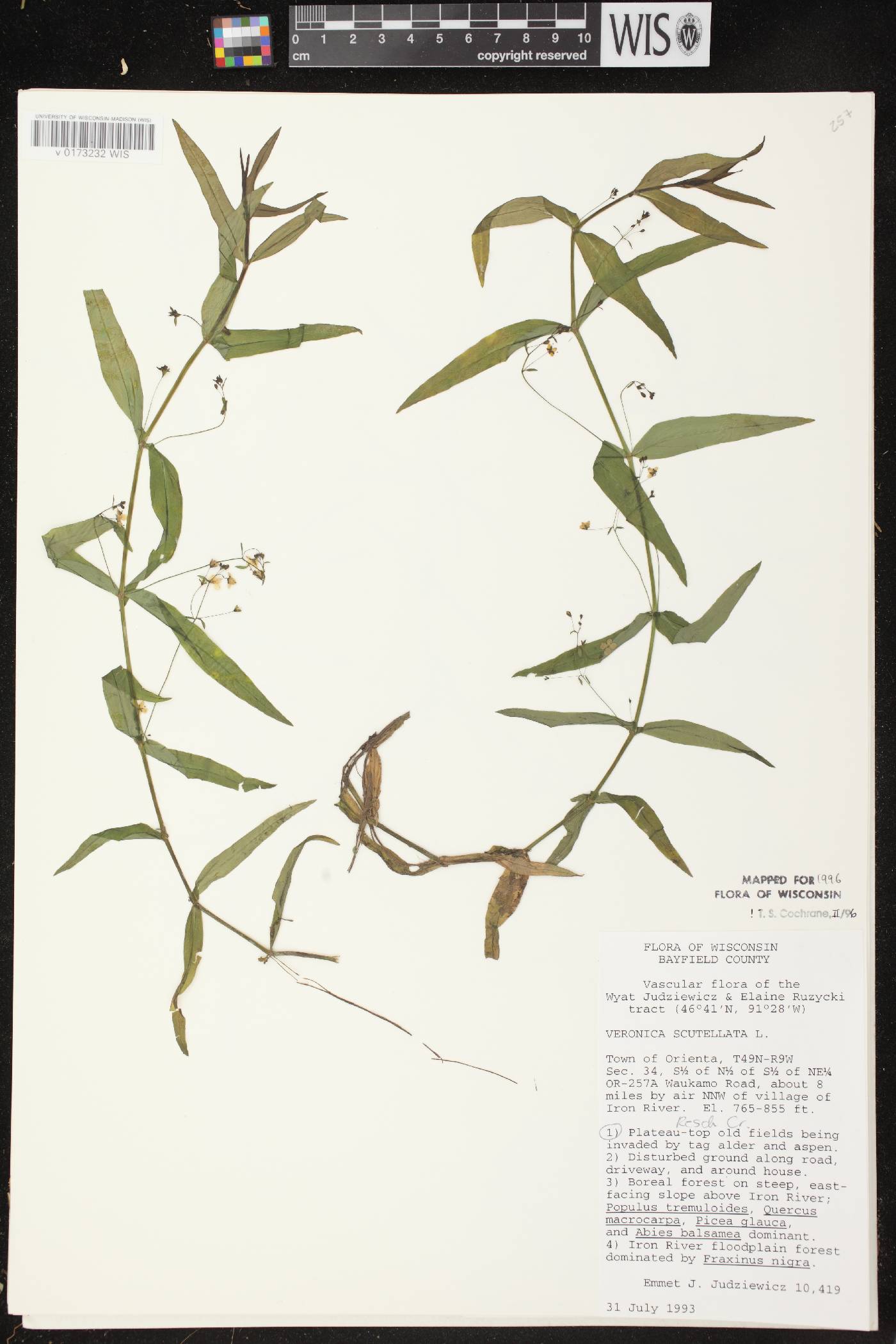 Veronica scutellata image