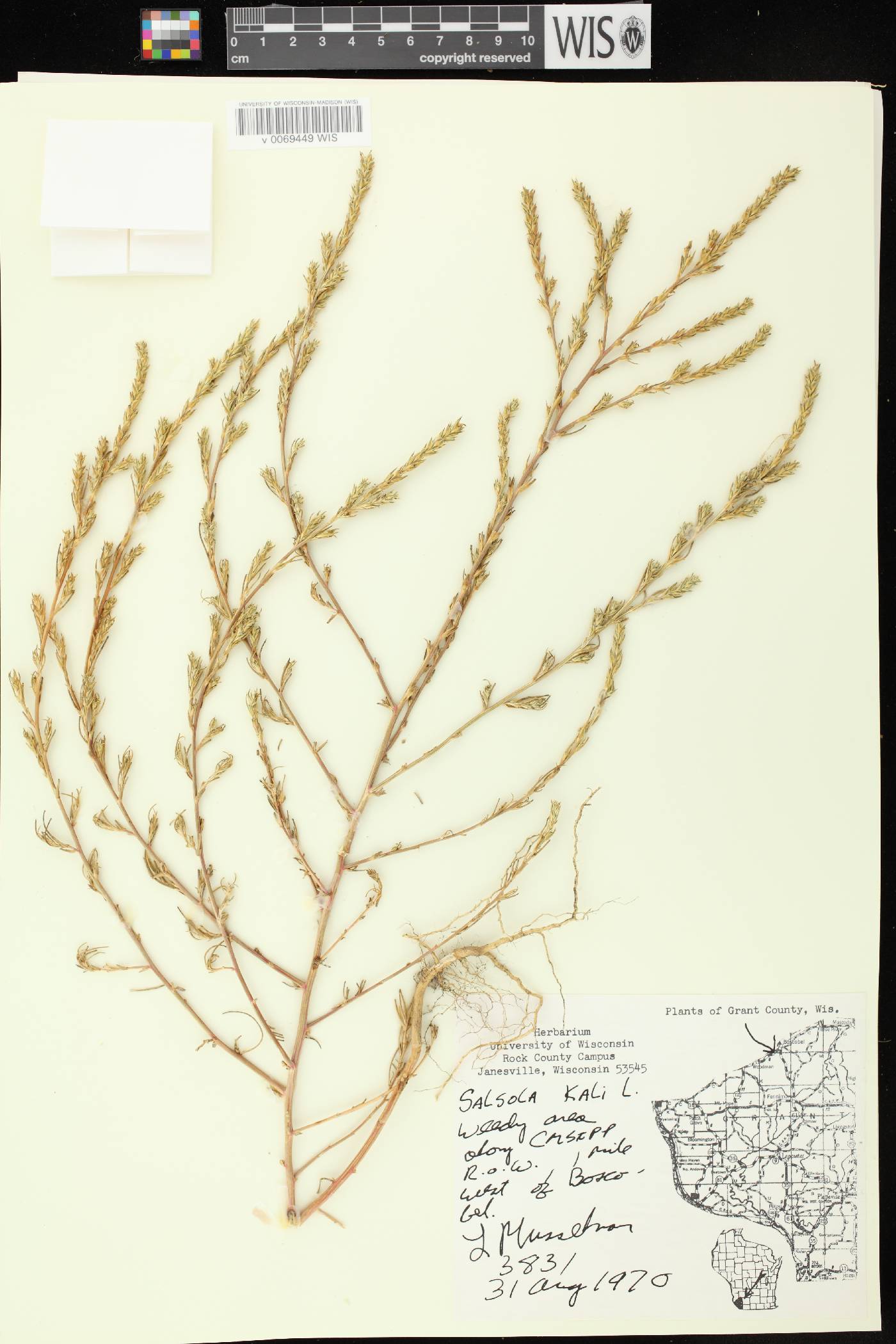 Salsola tragus image