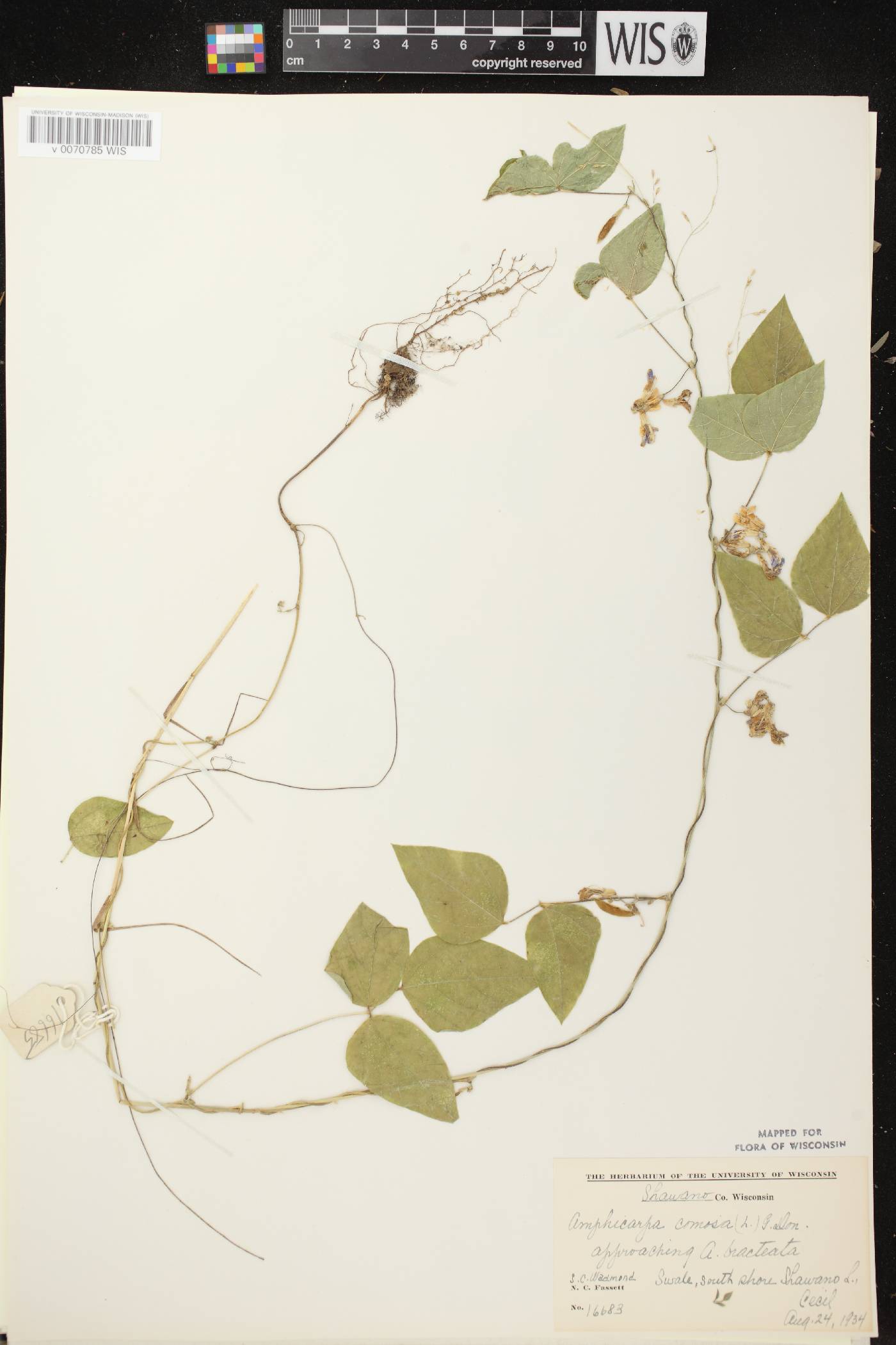 Amphicarpaea bracteata image