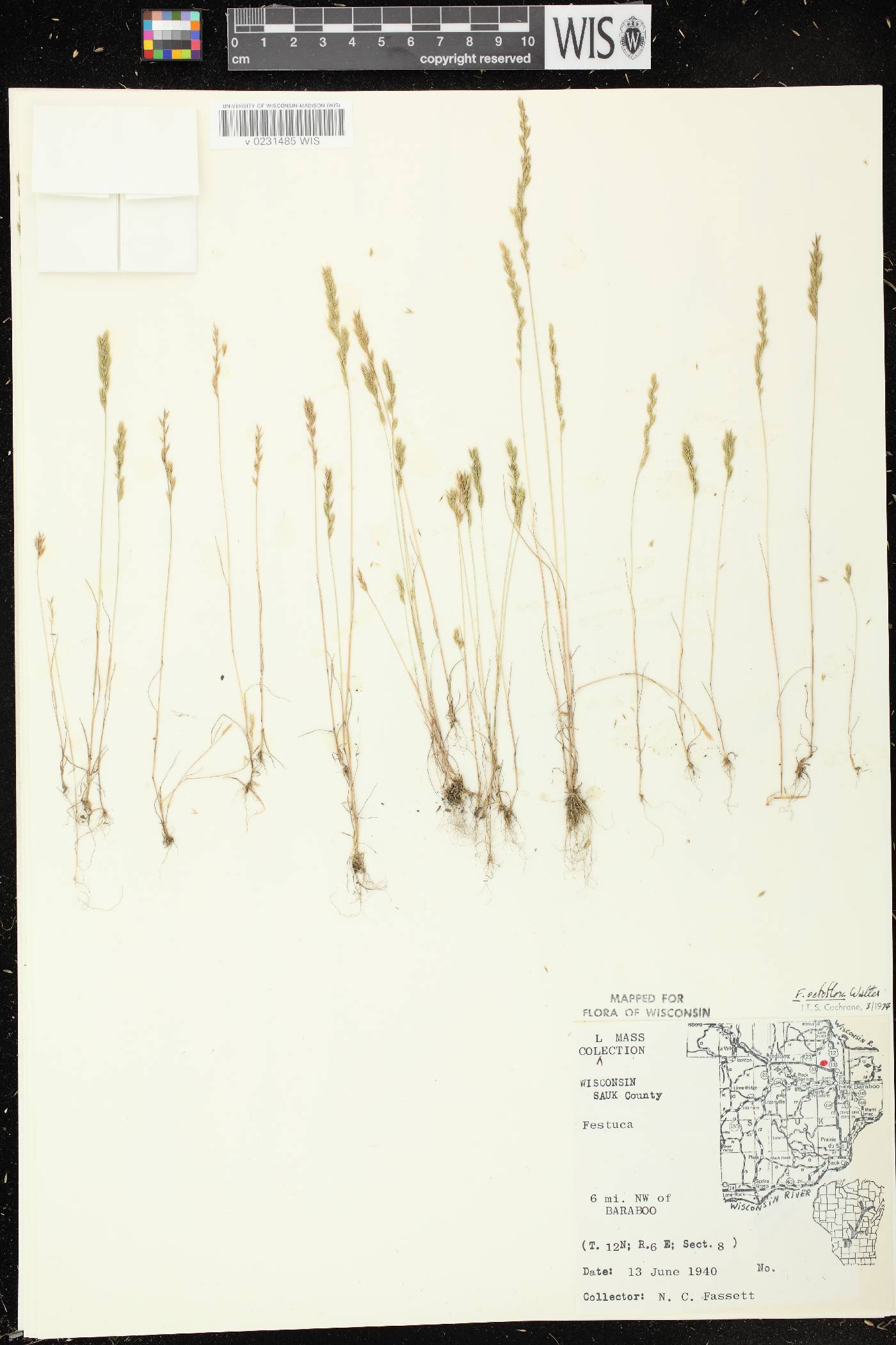 Festuca octoflora image