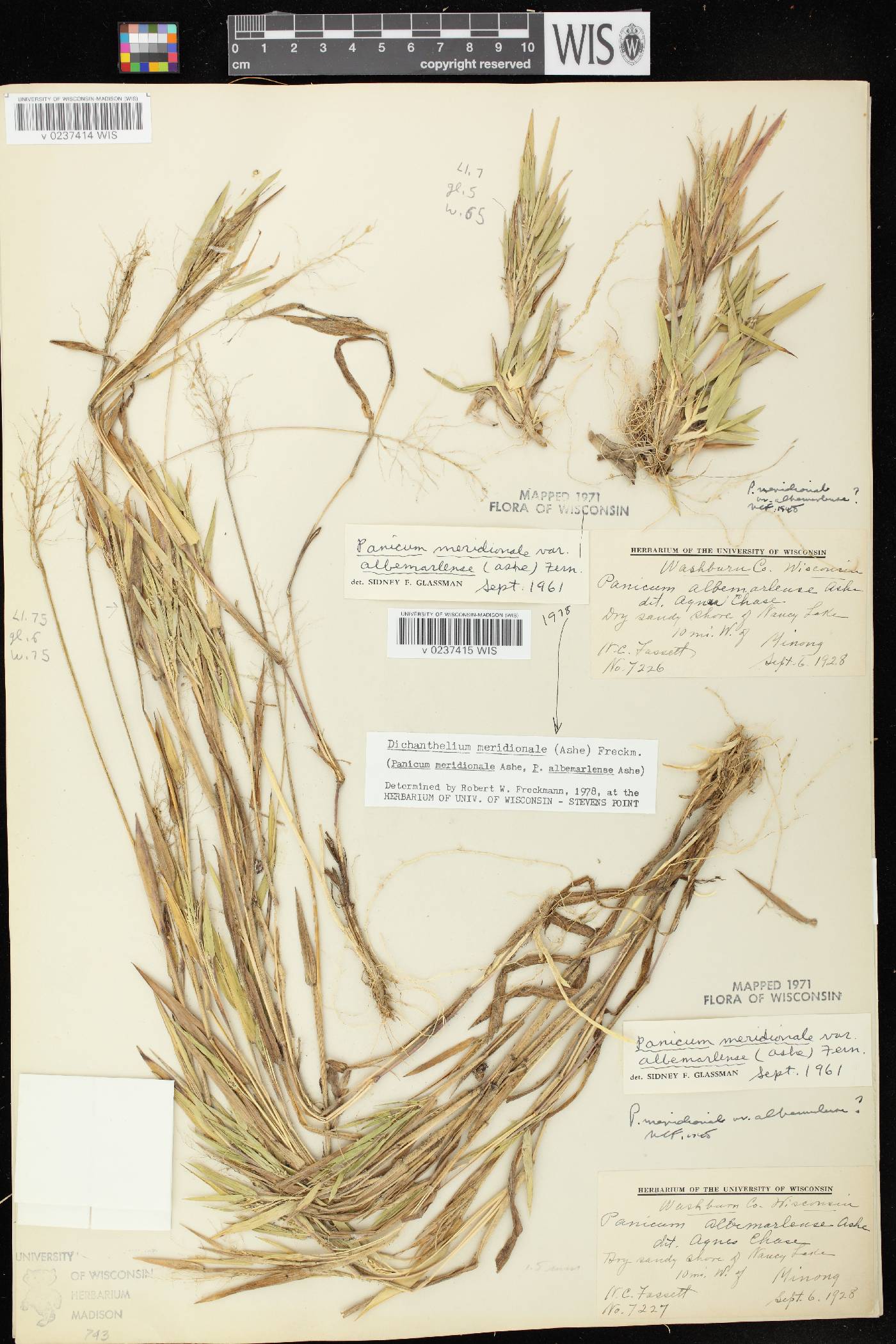 Dichanthelium meridionale image
