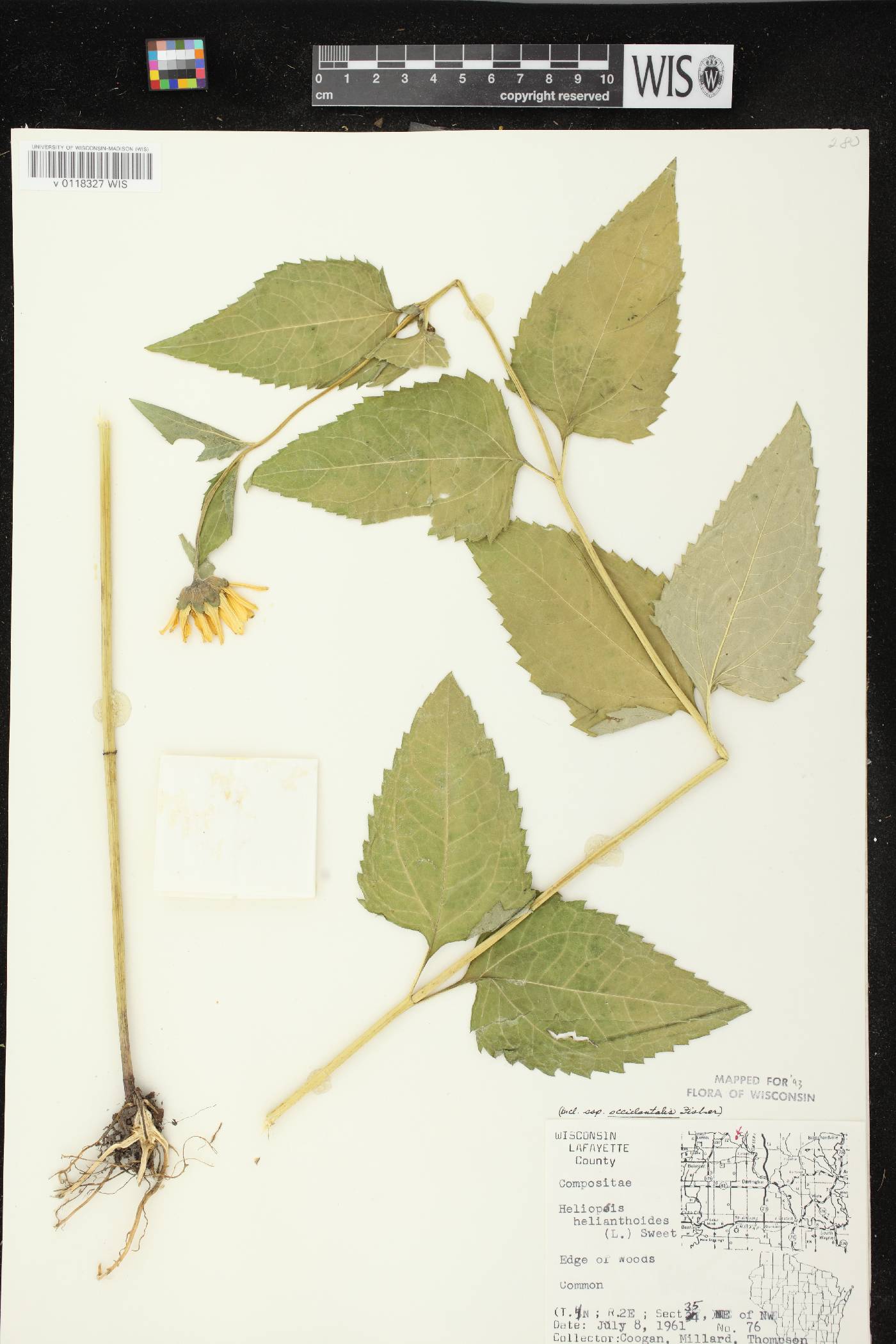 Heliopsis helianthoides image