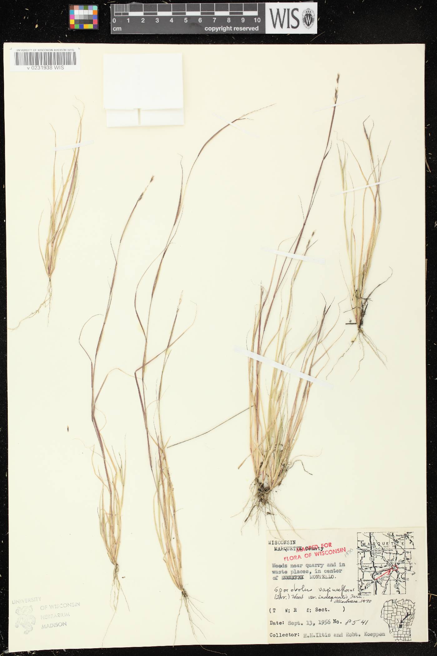 Sporobolus vaginiflorus var. vaginiflorus image