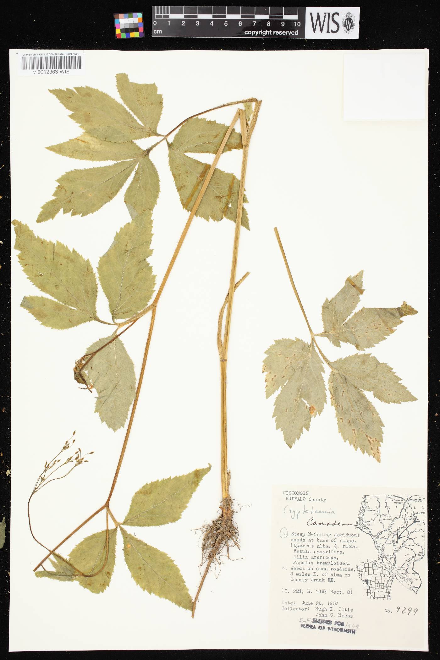 Cryptotaenia canadensis image