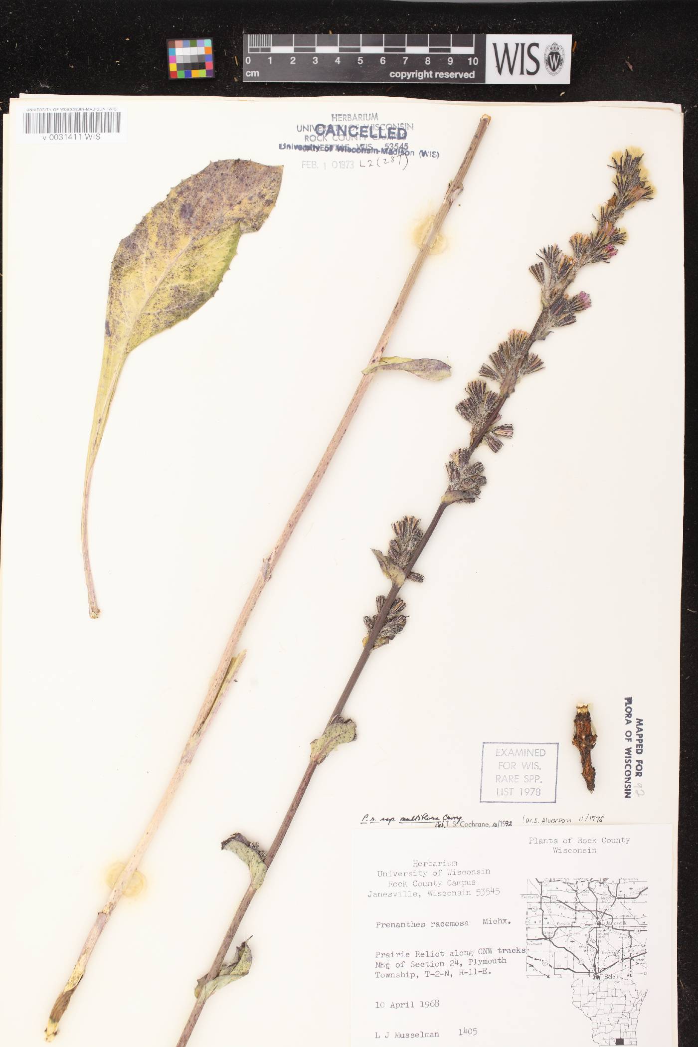 Prenanthes racemosa image