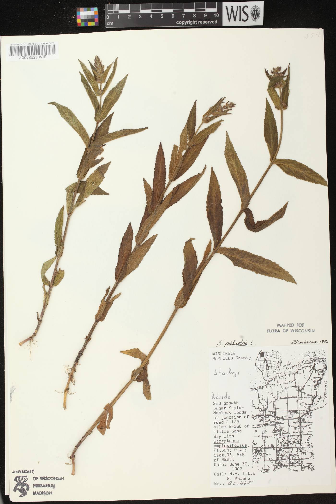 Stachys palustris image