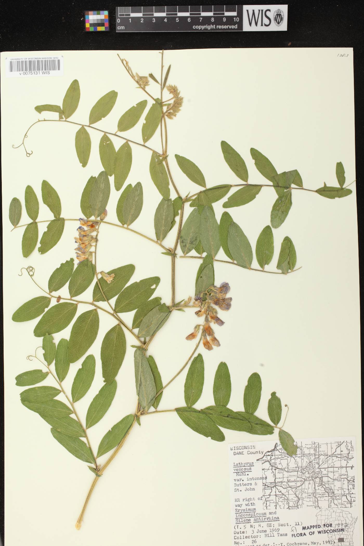 Lathyrus venosus image