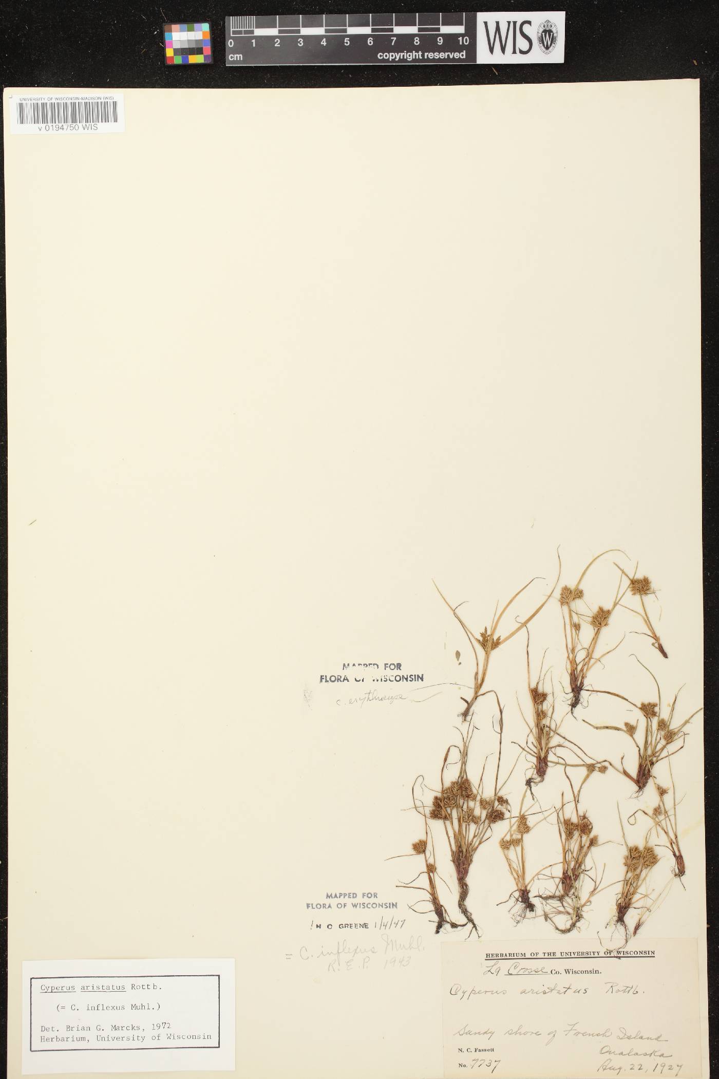 Cyperus squarrosus image