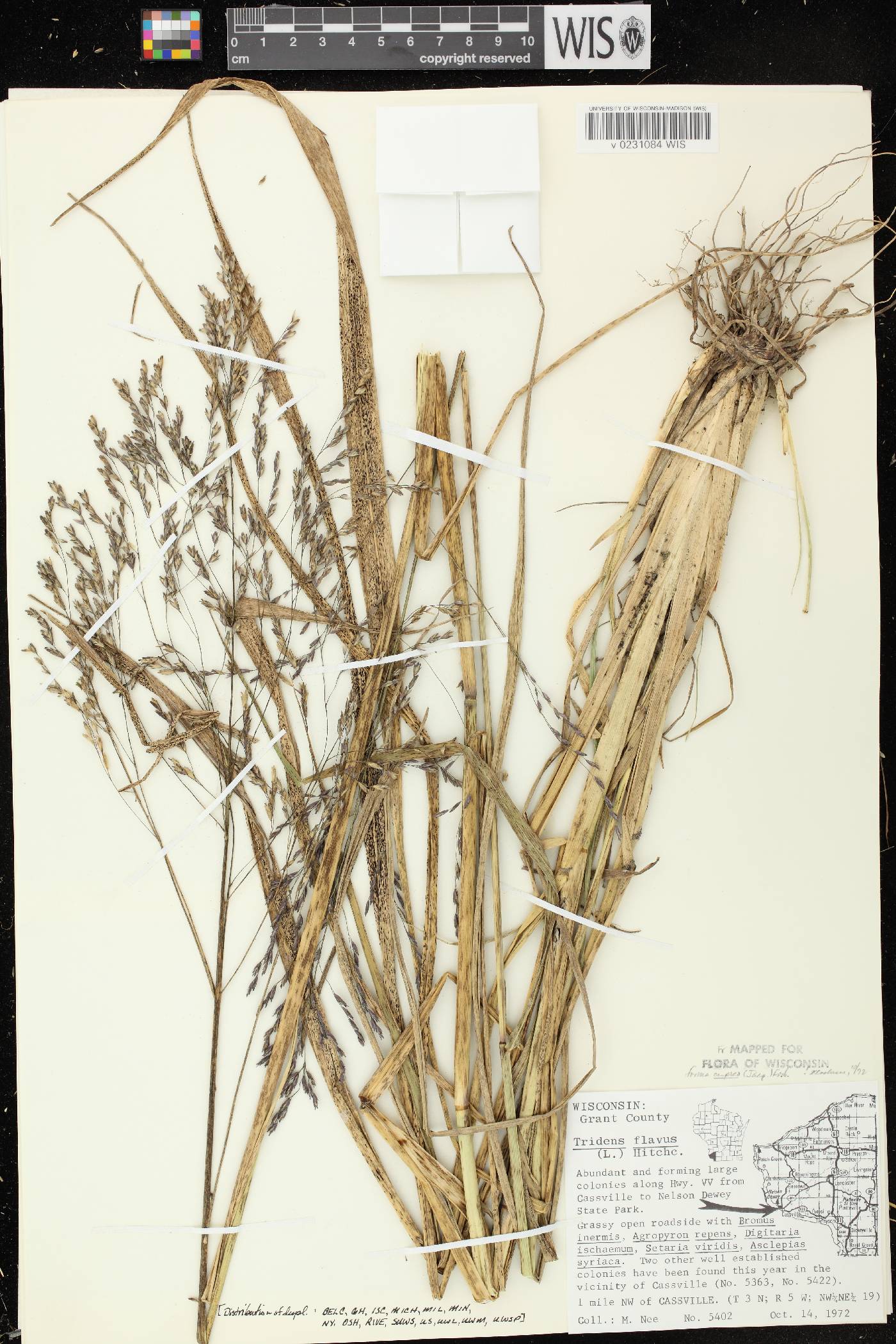 Tridens flavus image