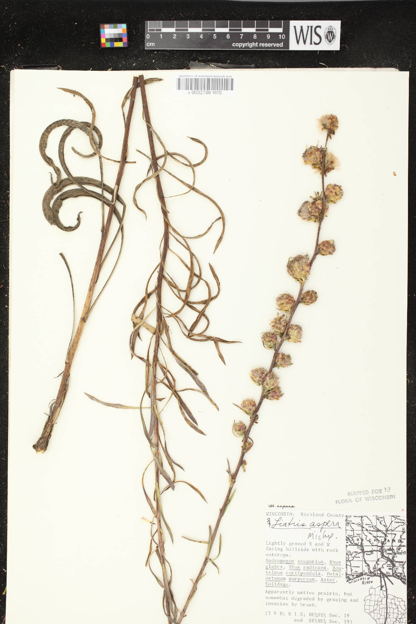 Liatris aspera image