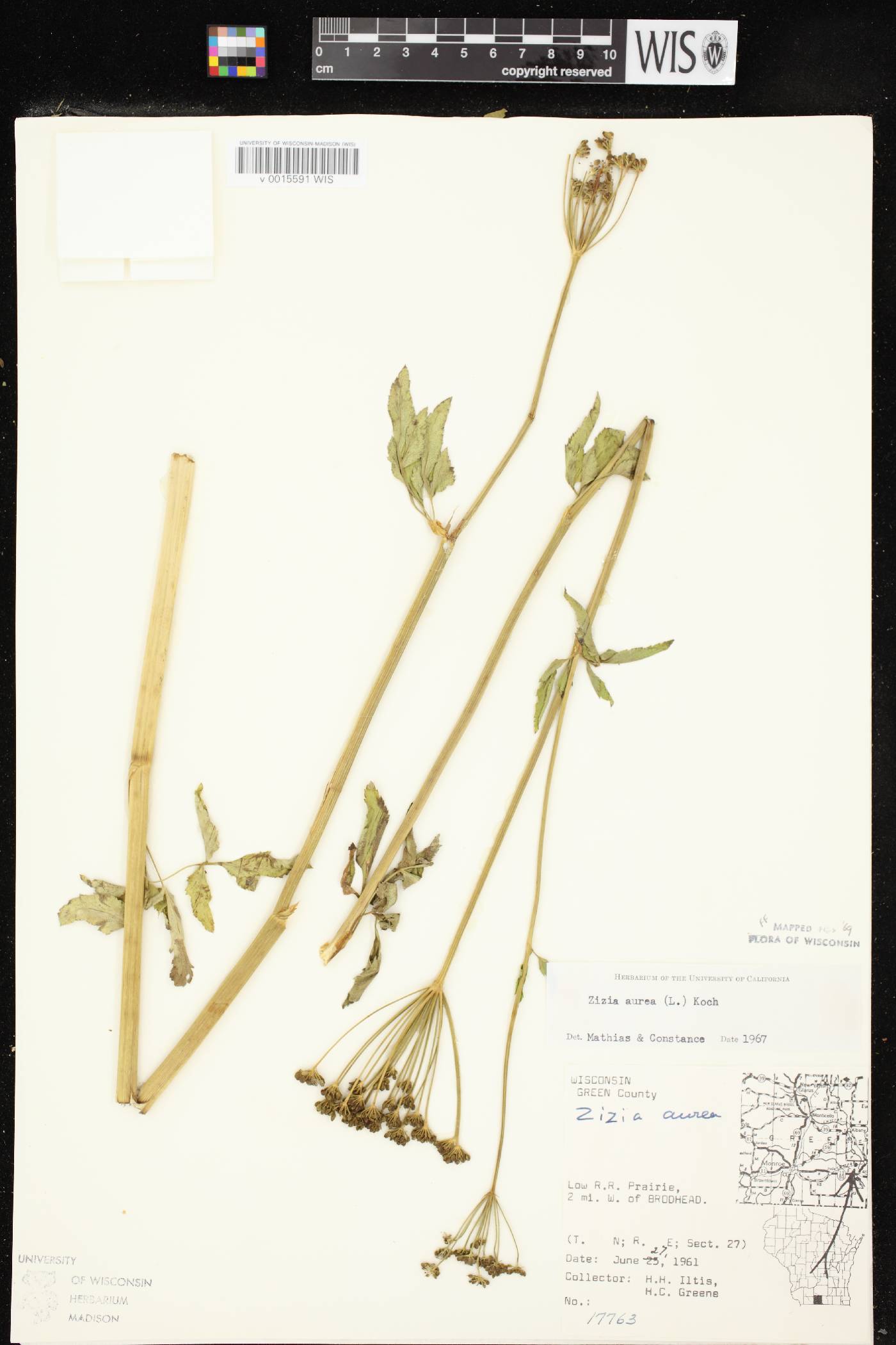 Zizia aurea image