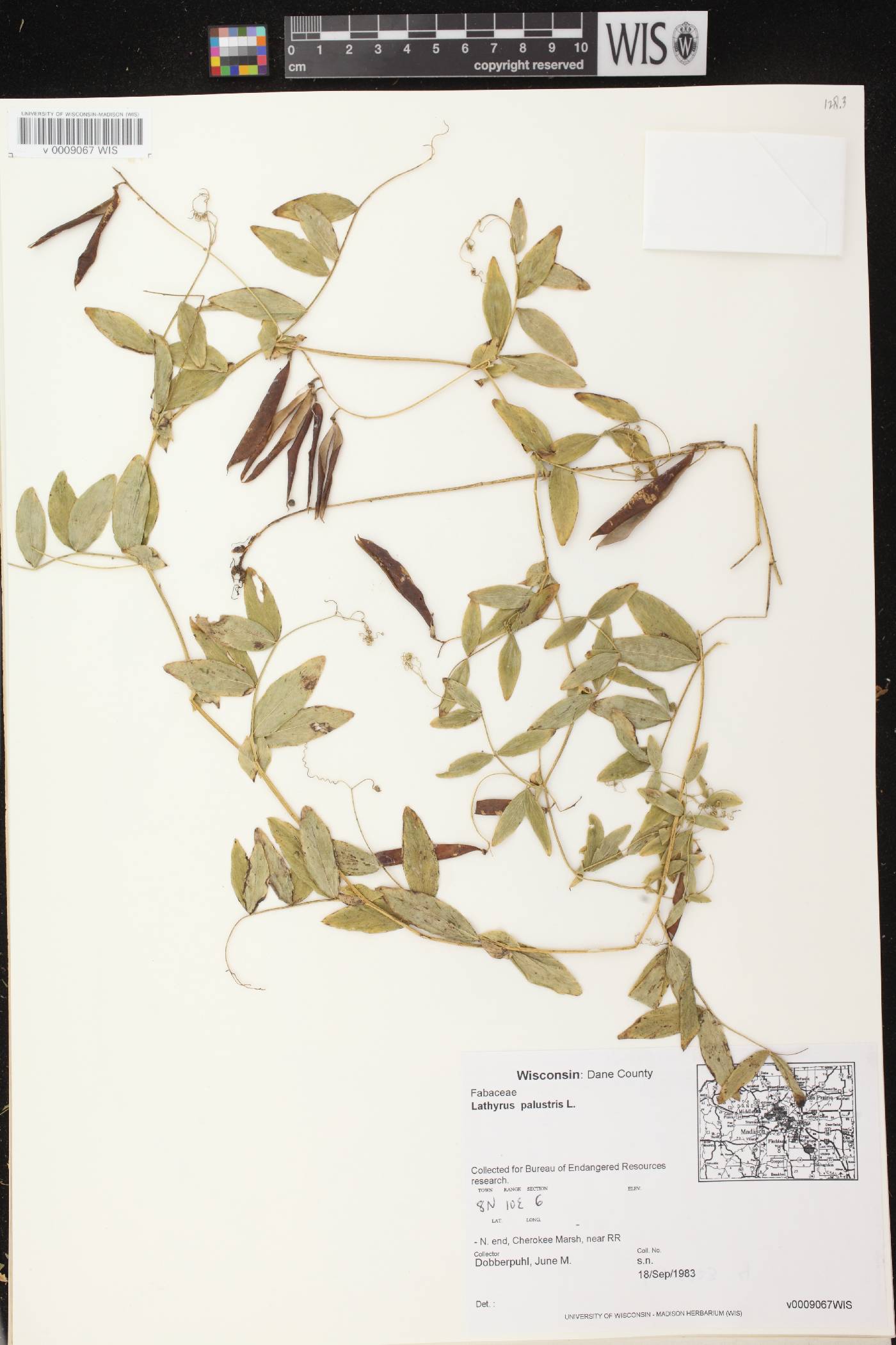 Lathyrus palustris image