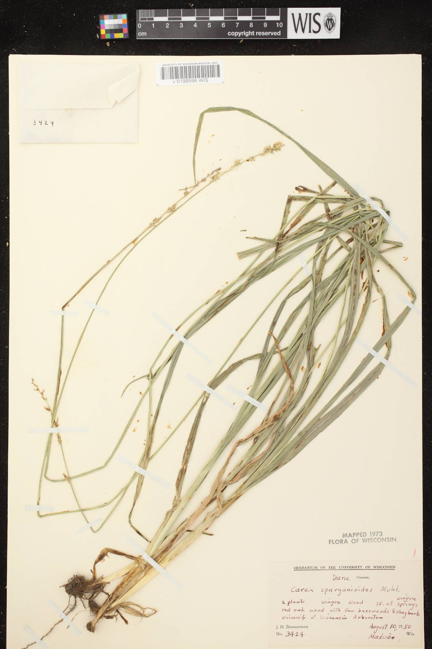 Carex sparganioides image