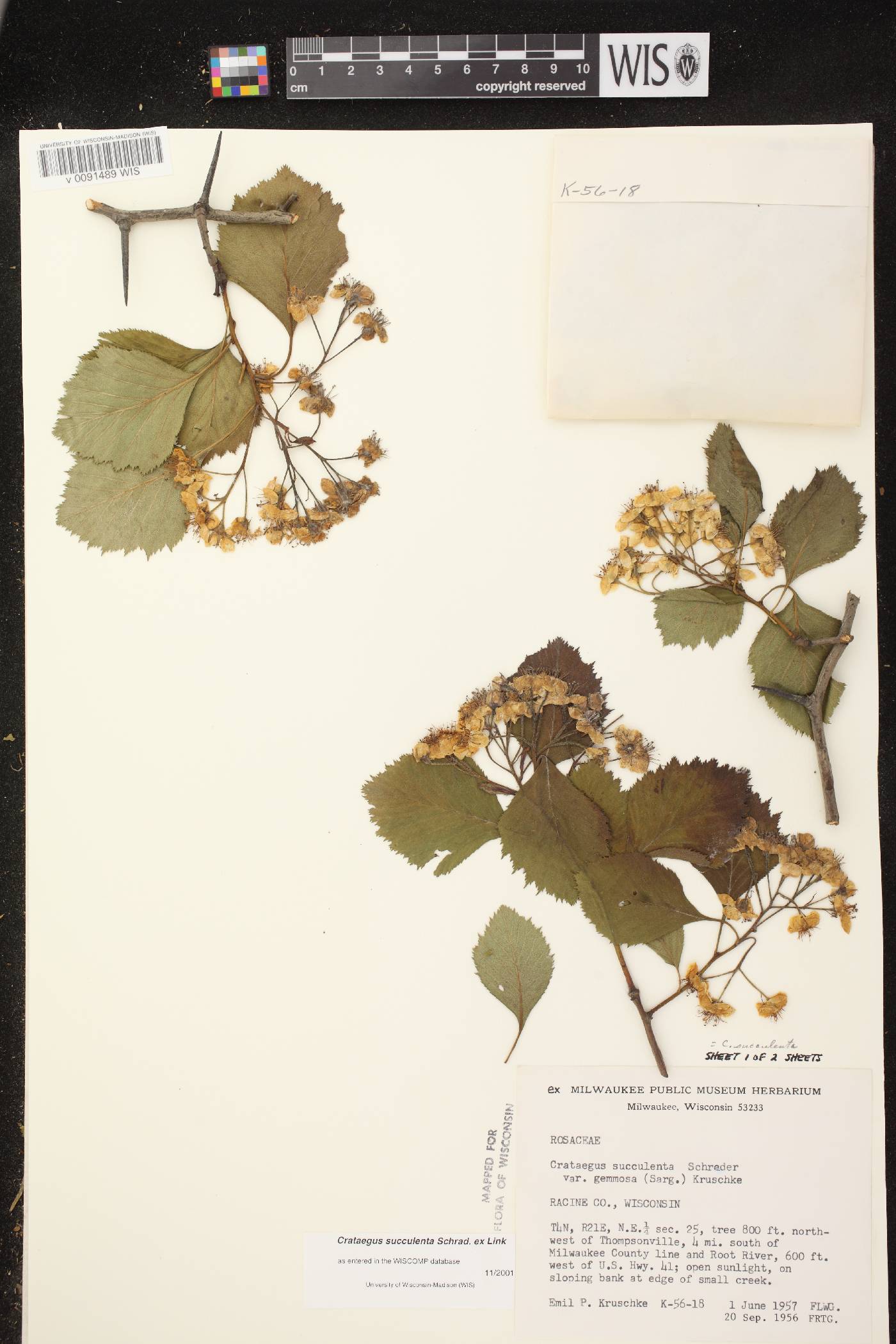 Crataegus succulenta image