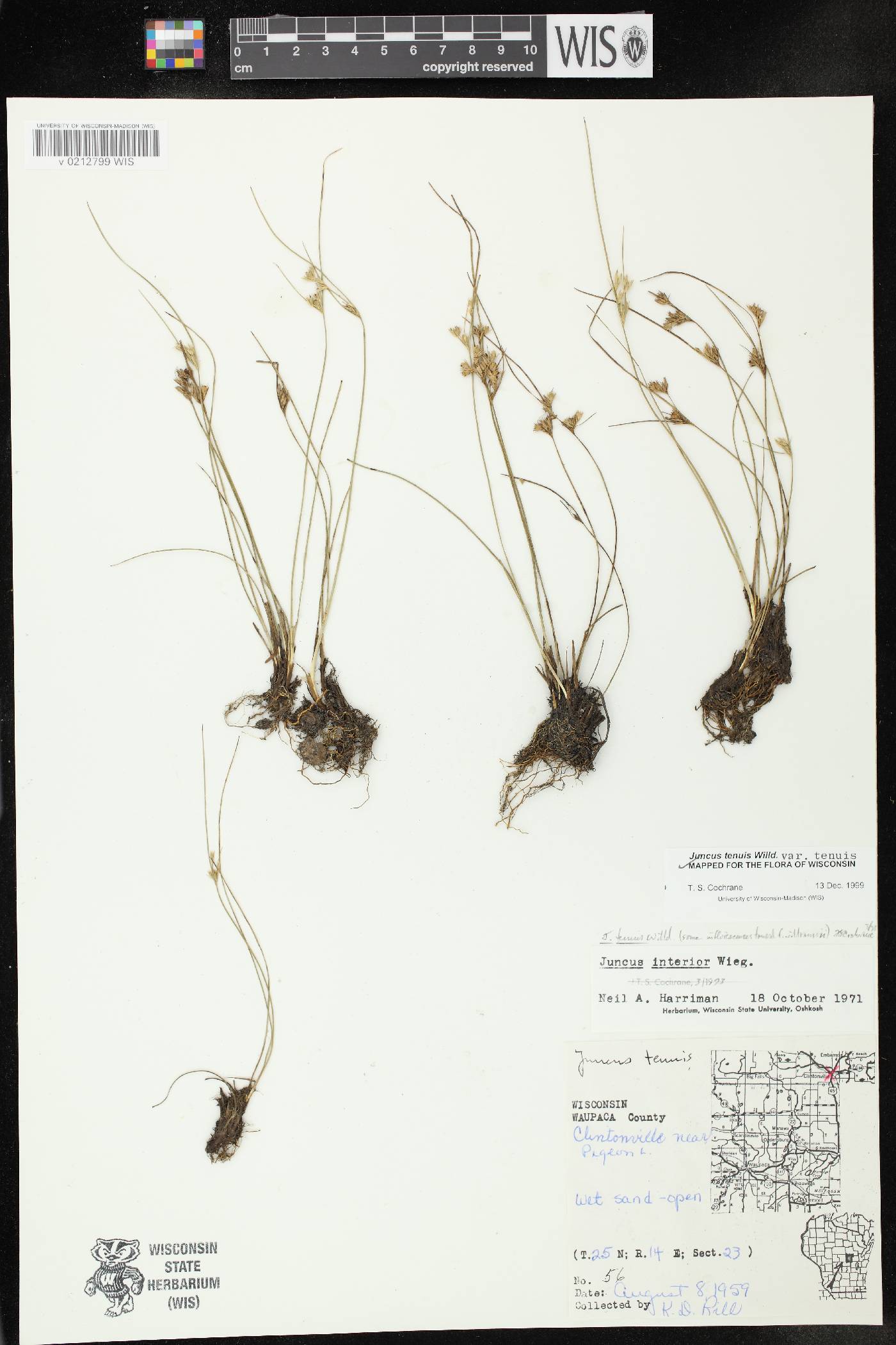 Juncus tenuis image